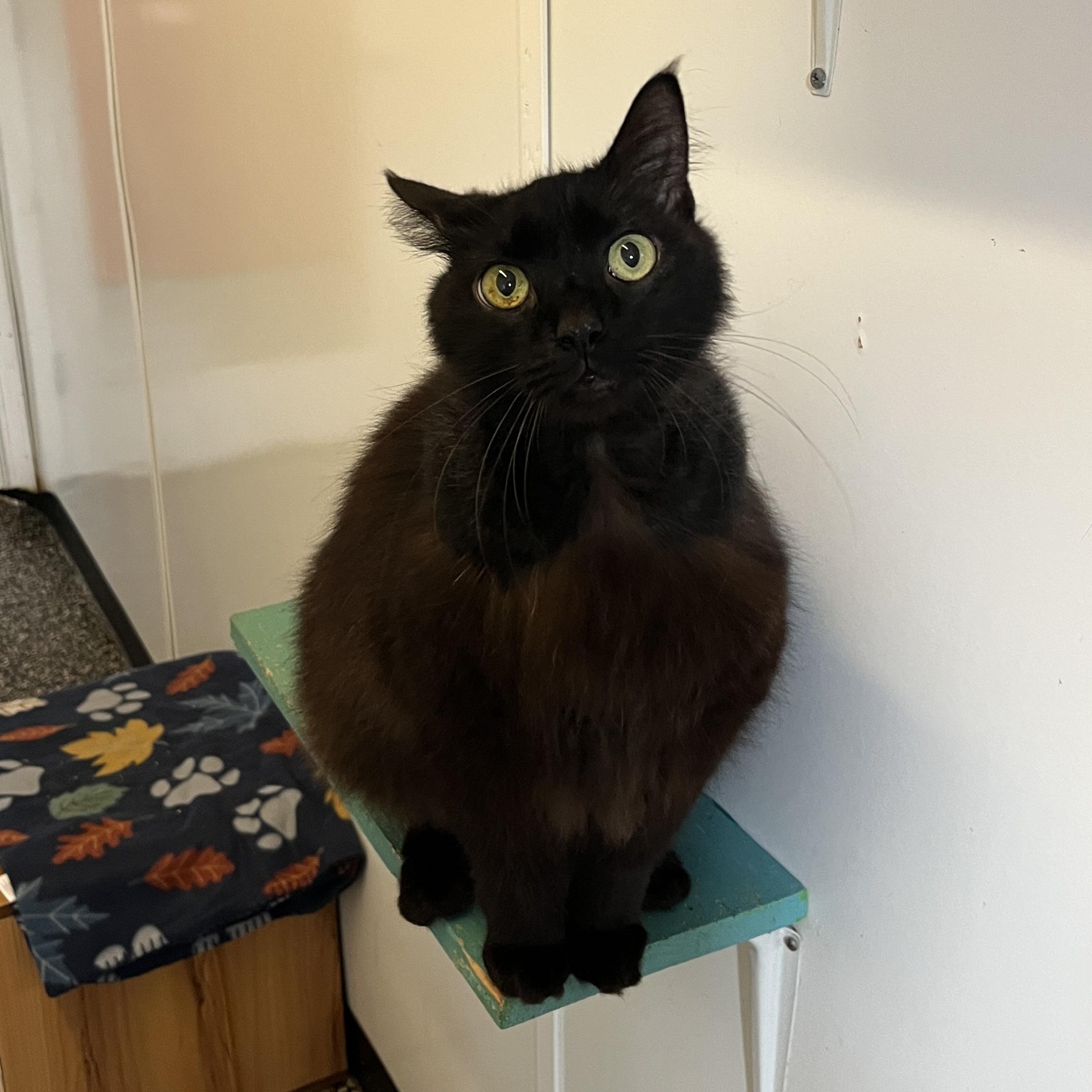 Timmy the CHONK