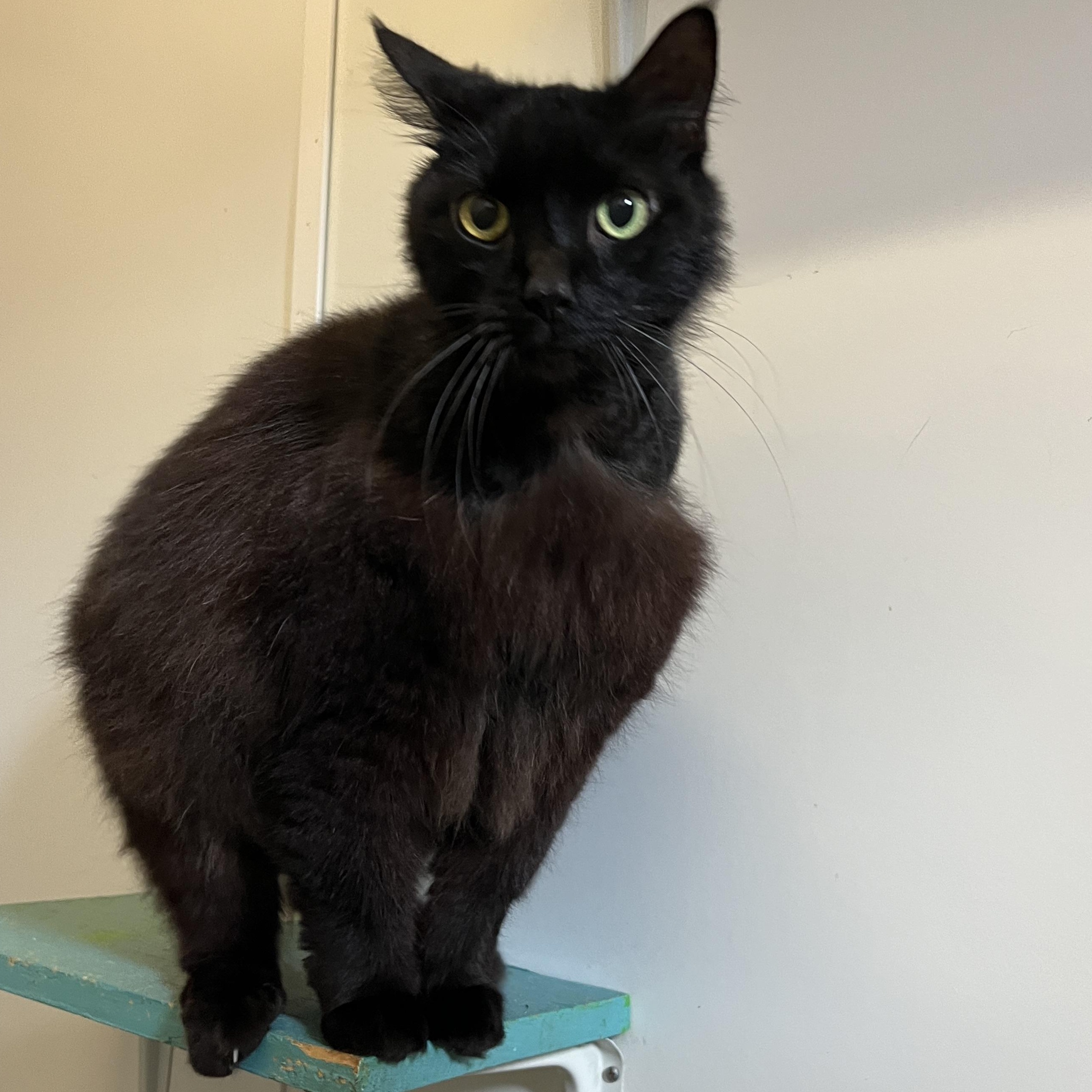 Timmy the CHONK