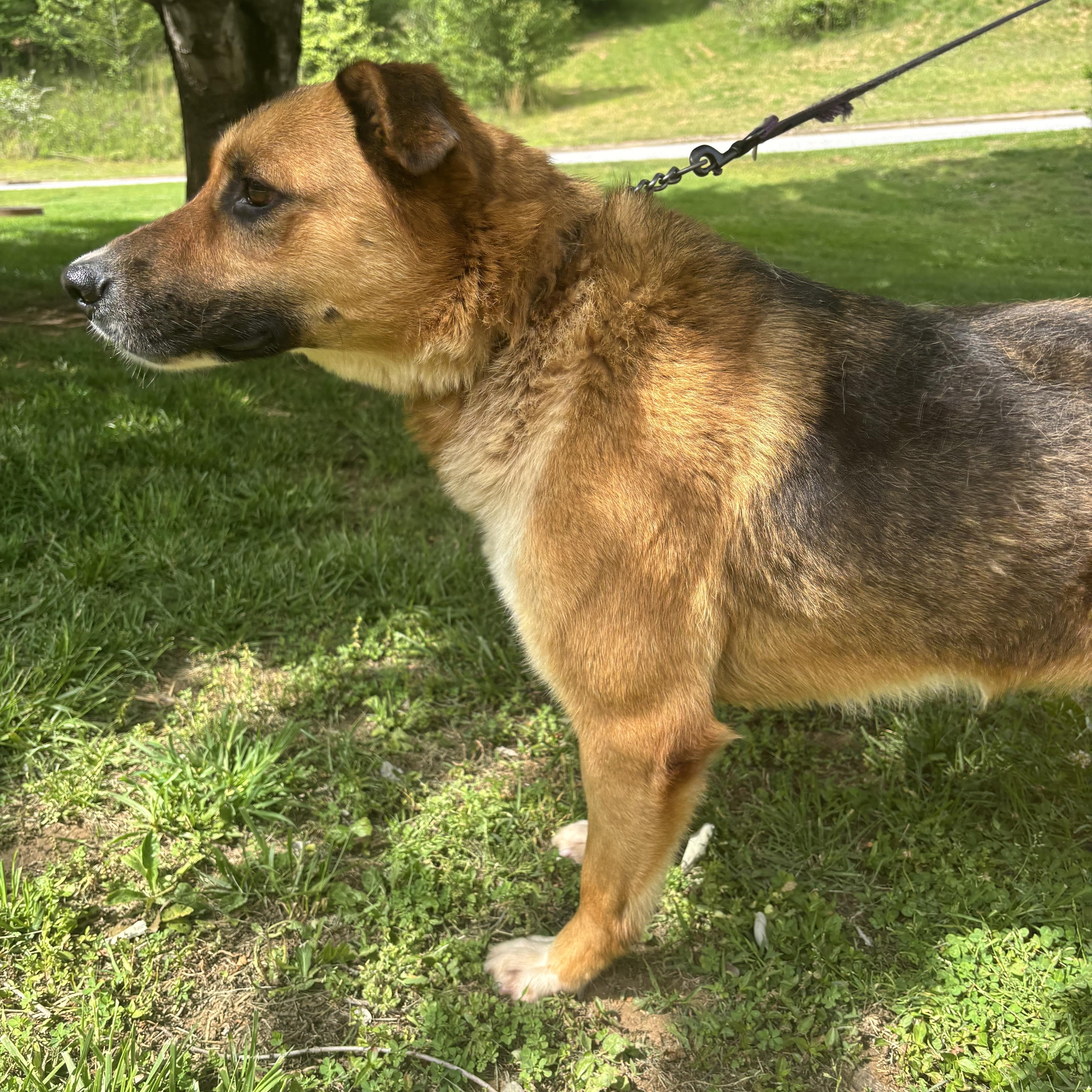 Enlarge Stitch, a ADOPTABLE mixed breed in Wilkesboro, NC image 5/5