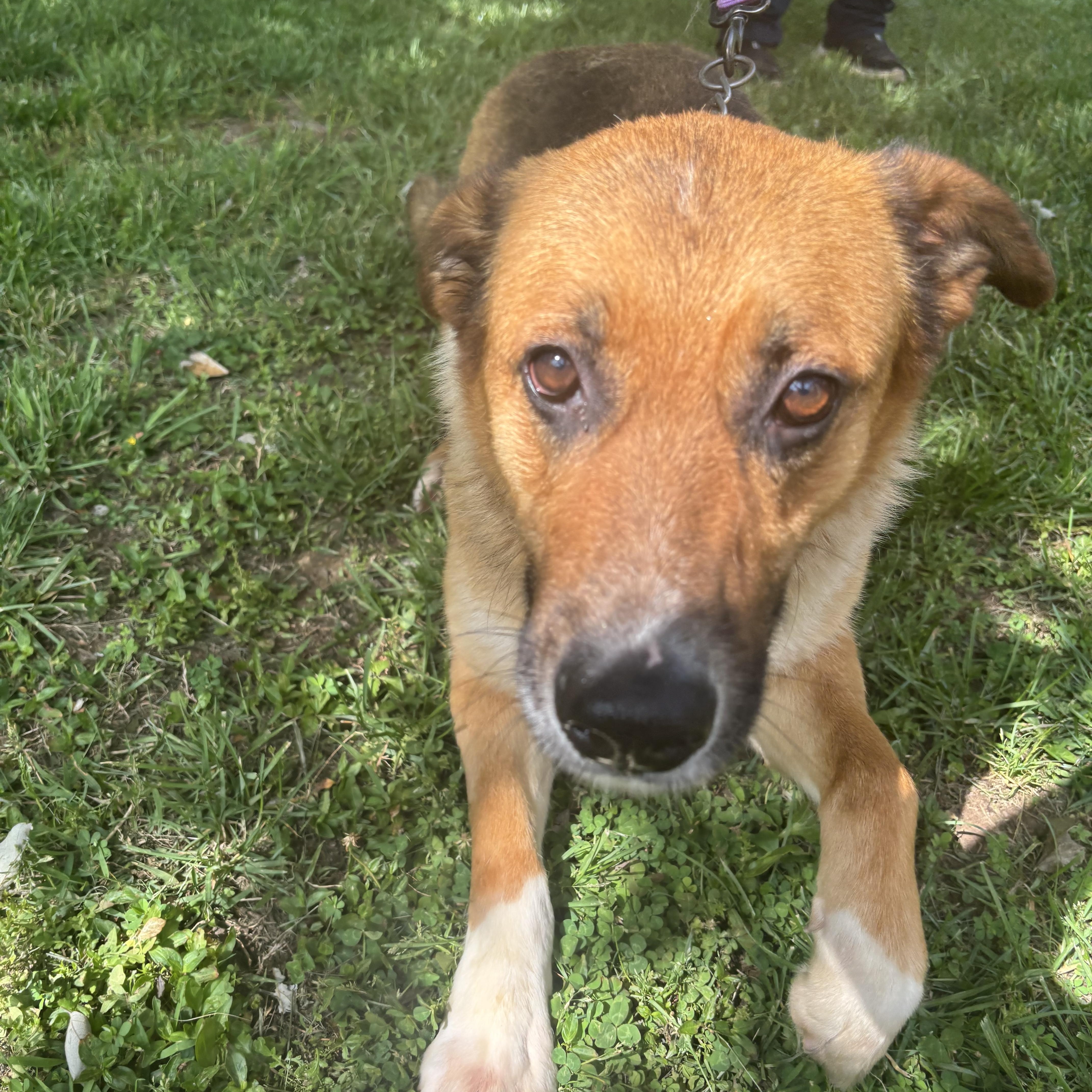 Enlarge Stitch, a ADOPTABLE mixed breed in Wilkesboro, NC image 4/5
