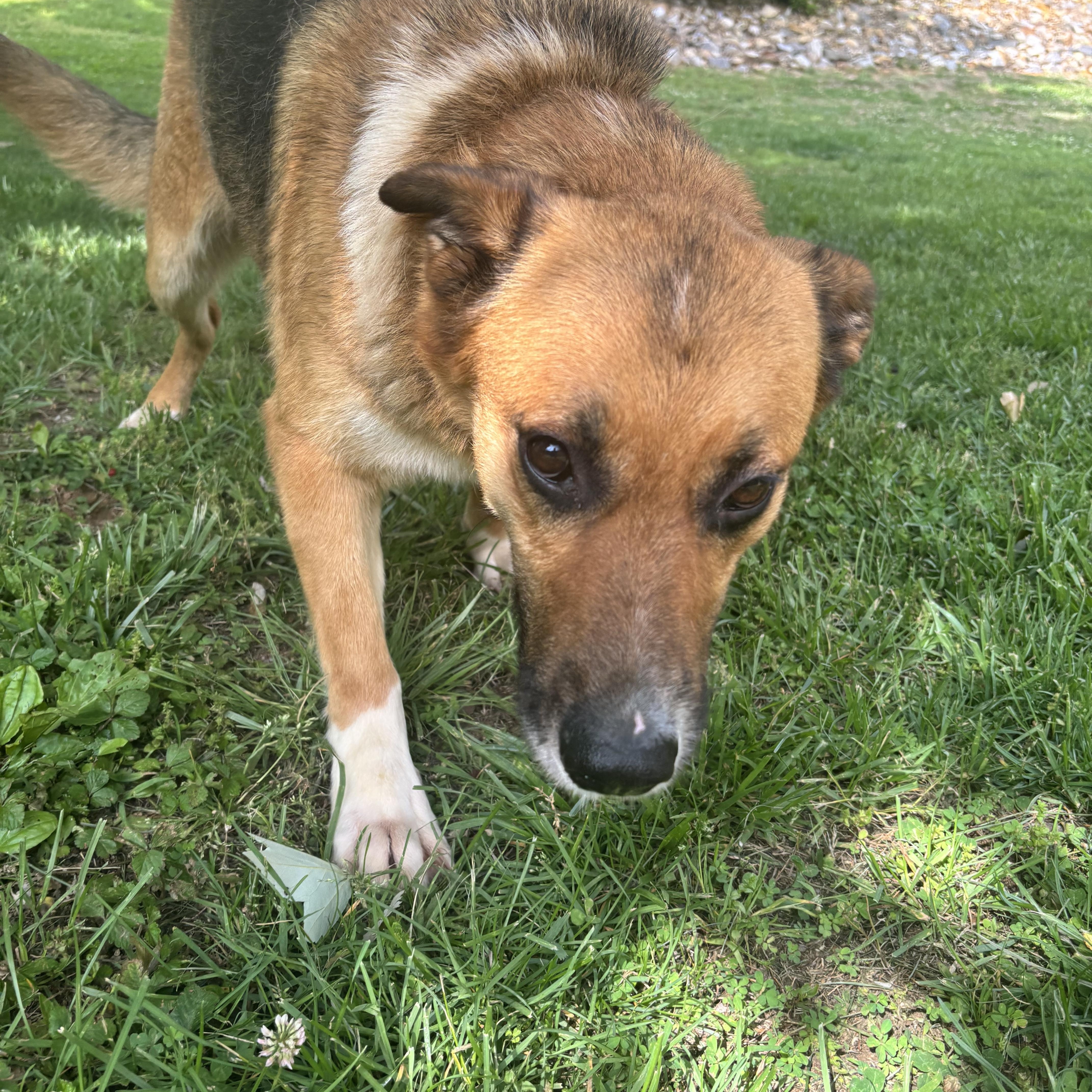 Enlarge Stitch, a ADOPTABLE mixed breed in Wilkesboro, NC image 3/5