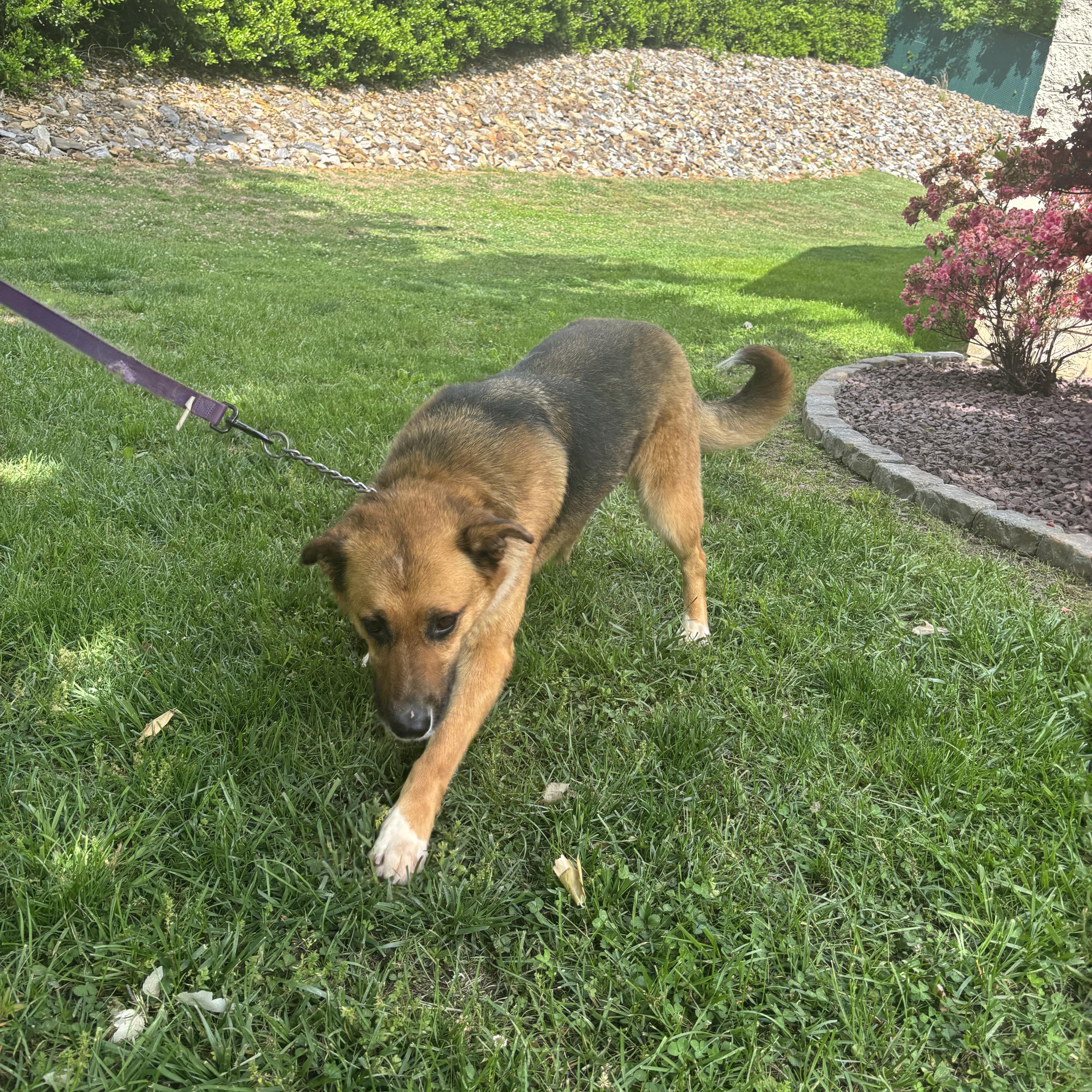 Enlarge Stitch, a ADOPTABLE mixed breed in Wilkesboro, NC image 2/5