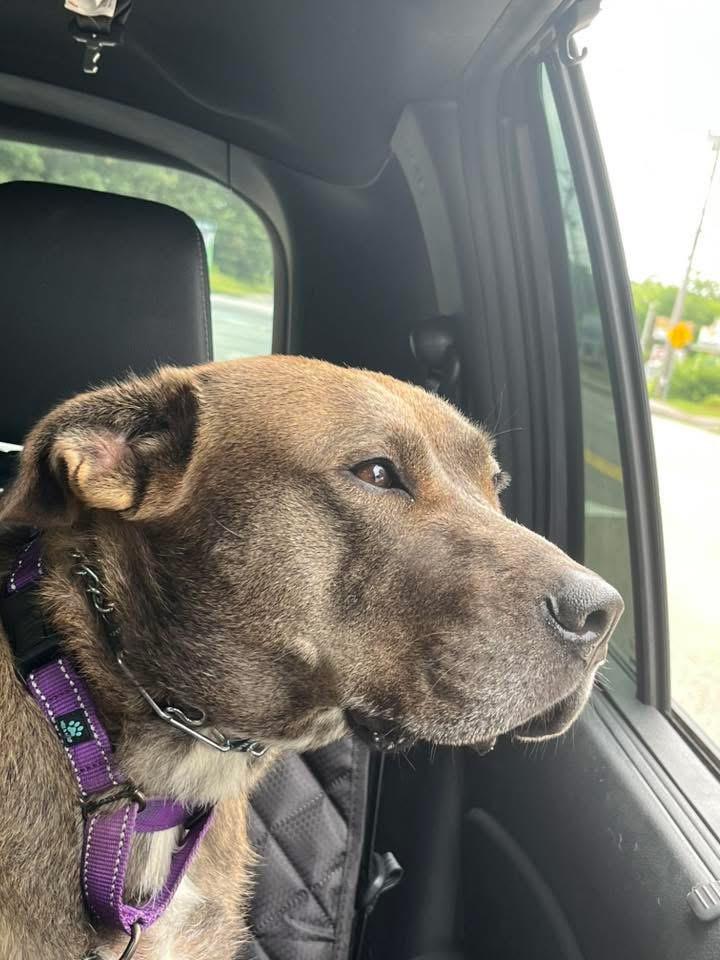 Enlarge Chevy, a Adoptable mixed breed in Pembroke, MA image 5/5