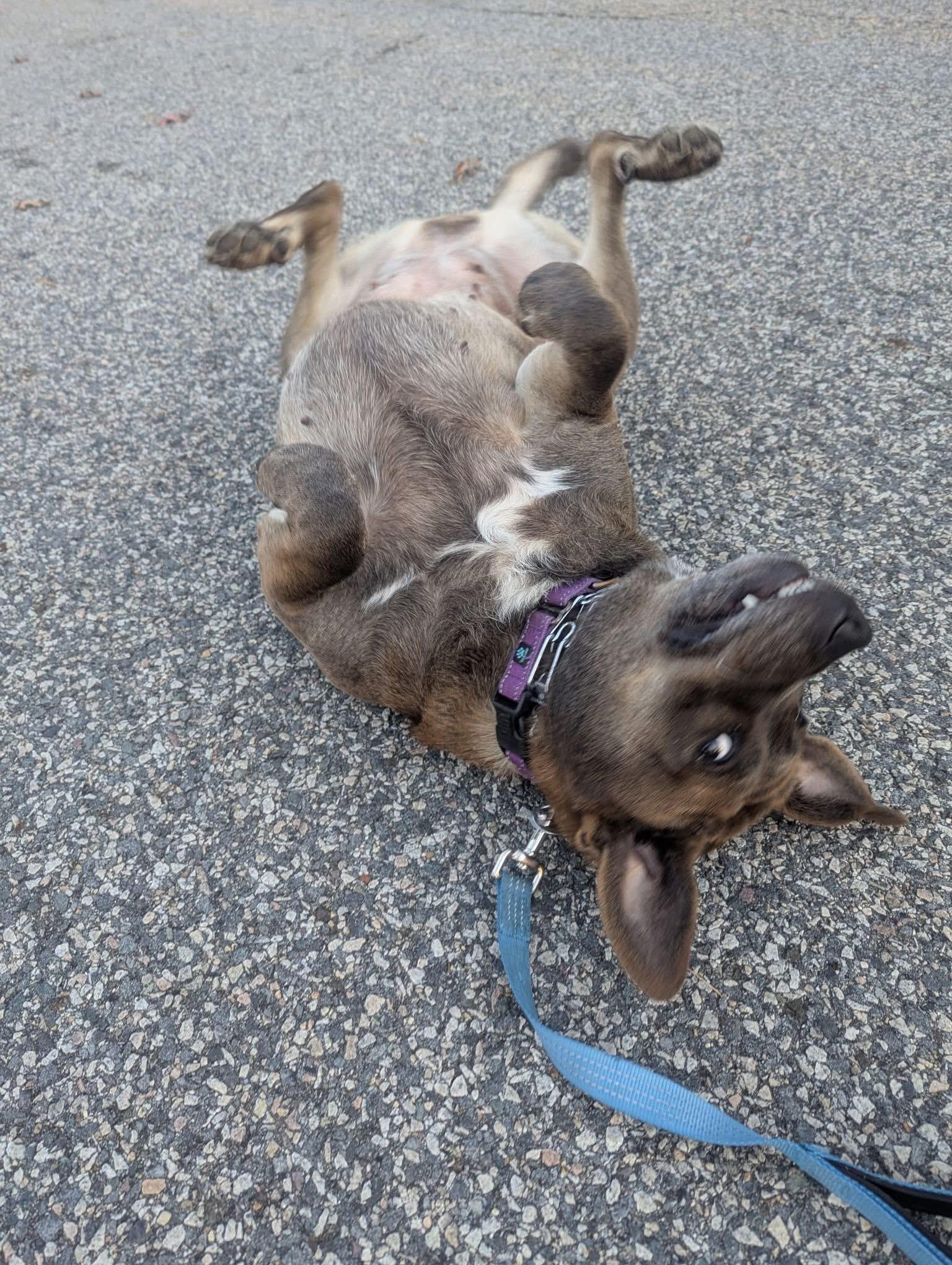 Enlarge Chevy, a Adoptable mixed breed in Pembroke, MA image 4/5