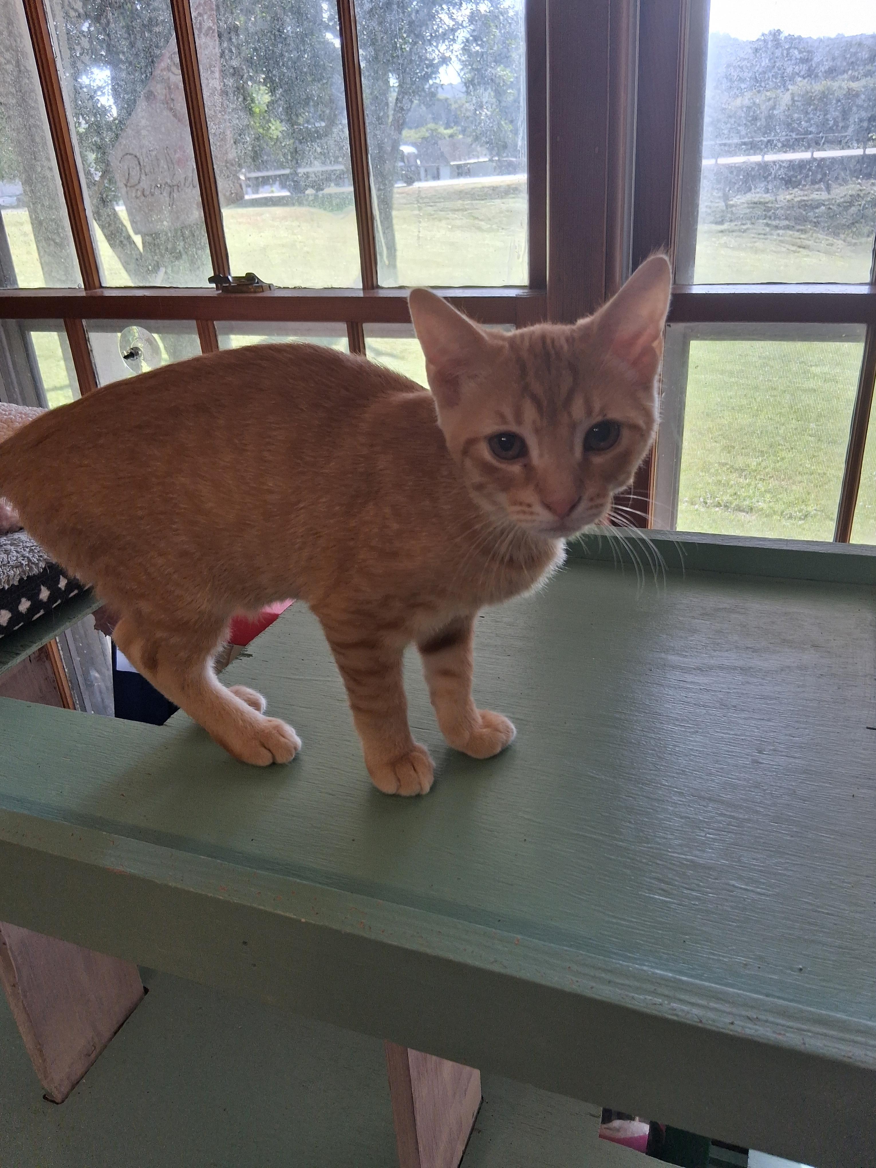 Enlarge Tobasco, a Adoptable Domestic Short Hair in Lynchburg, TN image 1/1
