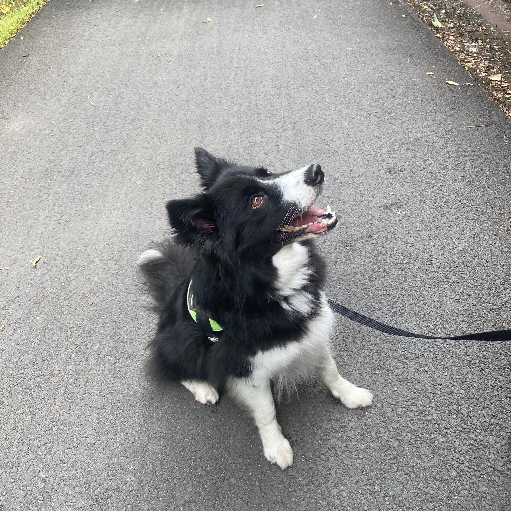 Makahla, Adoptable, Adult Female Border Collie.