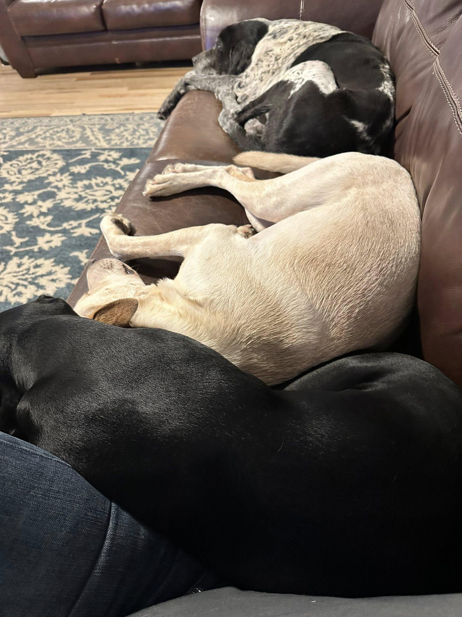 Cooper, a Adoptable mixed breed in Salisbury, NC image 3/3