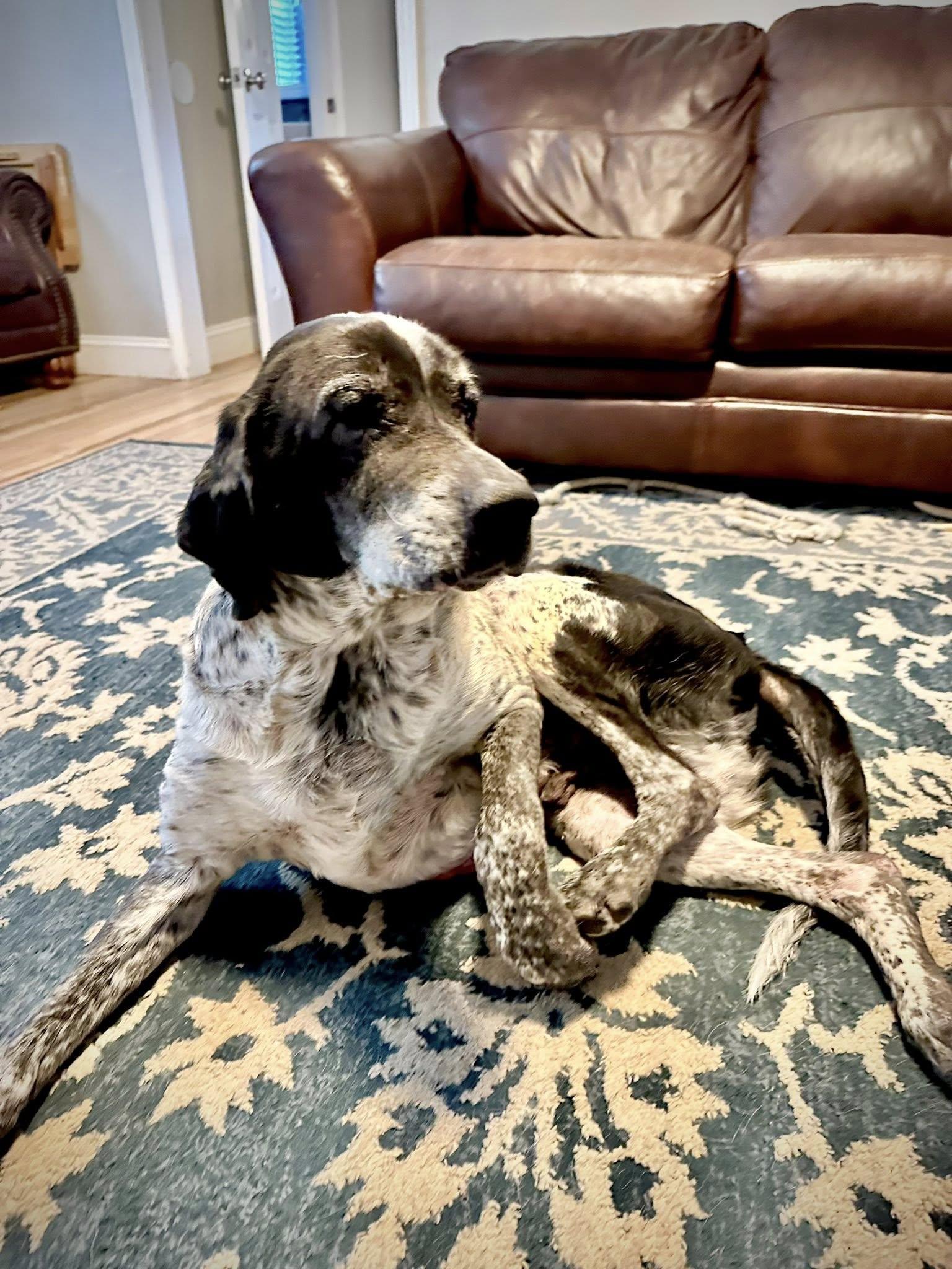 Cooper, Adoptable, Senior Male German Shepherd Dog.
