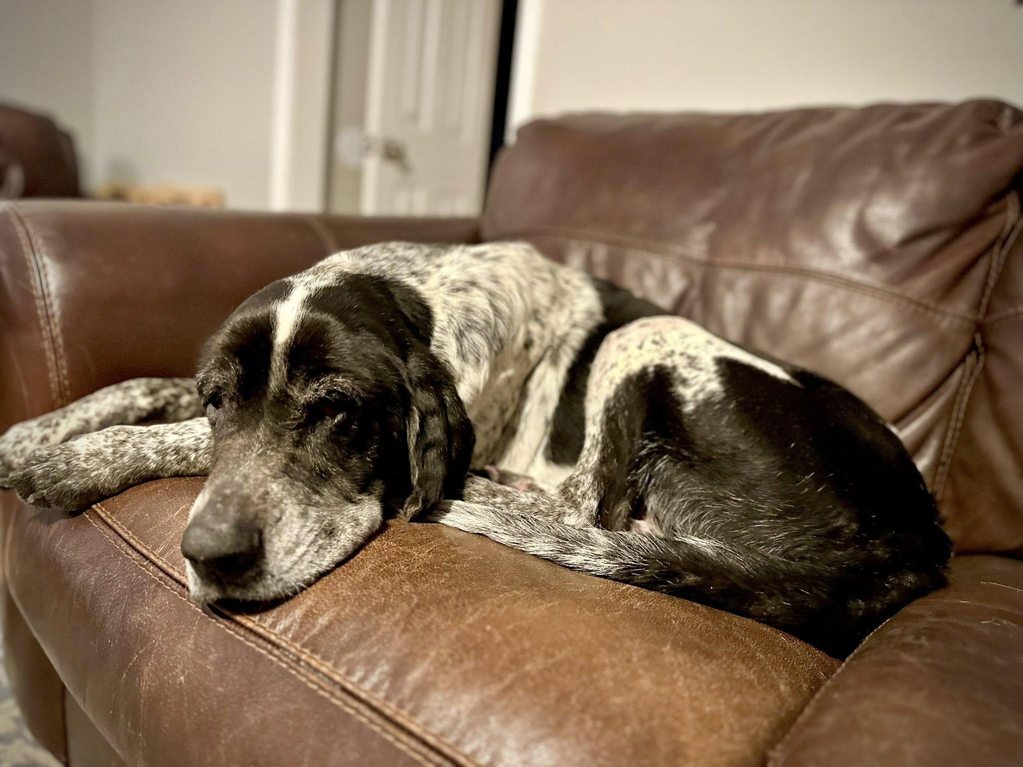 Cooper, a Adoptable mixed breed in Salisbury, NC image 2/3