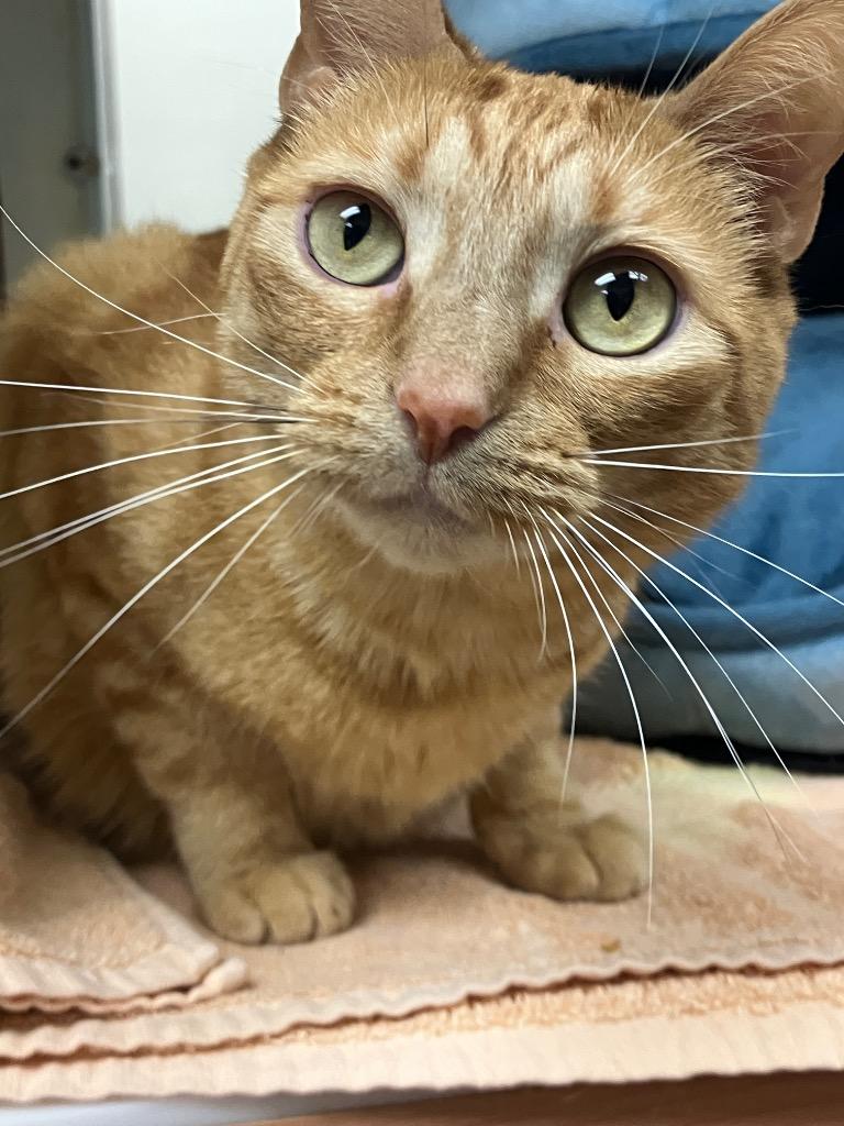 Honey Bee, a Adoptable mixed breed in Christiansburg, VA image 2/6