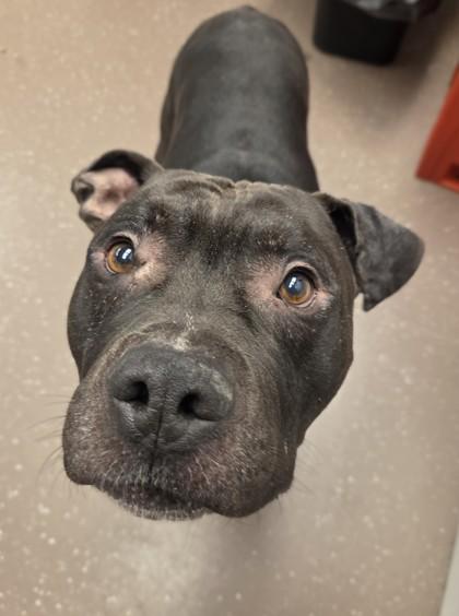 Enlarge Hemi, a Adoptable mixed breed in South Bend, IN image 1/3