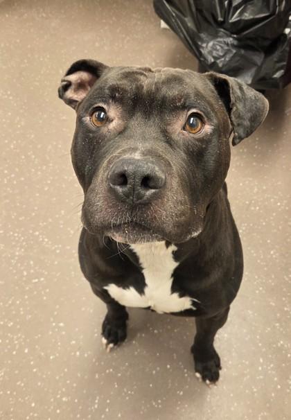 Enlarge Hemi, a Adoptable mixed breed in South Bend, IN image 2/3