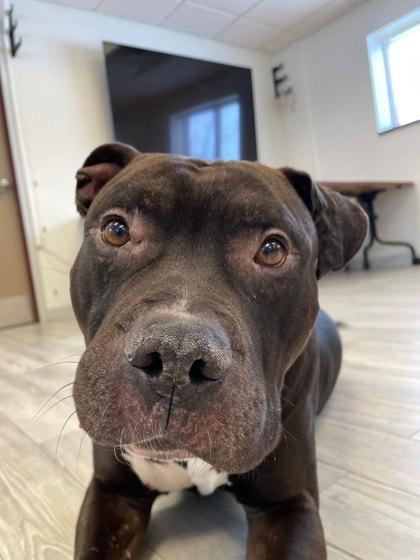 Hemi, a Adoptable mixed breed in South Bend, IN image 2/3