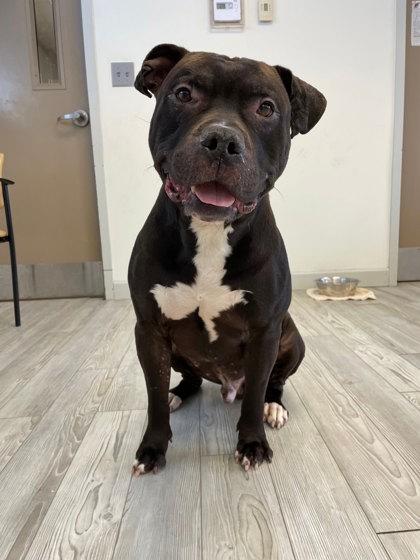 Hemi, a Adoptable mixed breed in South Bend, IN image 1/3