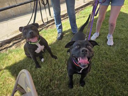 Hemi, Adoptable, Adult Male Pit Bull Terrier & Mixed Breed.