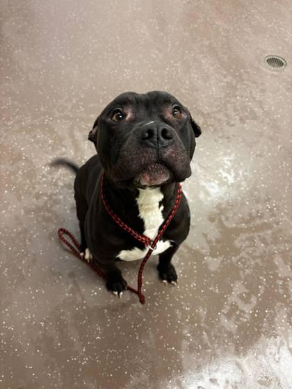 Enlarge Hemi, a Adoptable mixed breed in South Bend, IN image 3/3