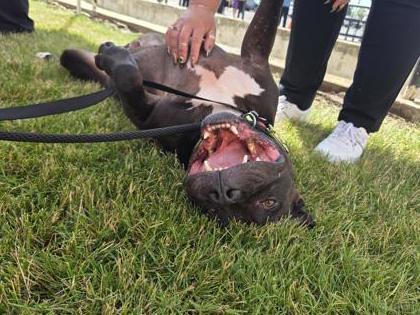 Hemi, a Adoptable mixed breed in South Bend, IN image 3/3