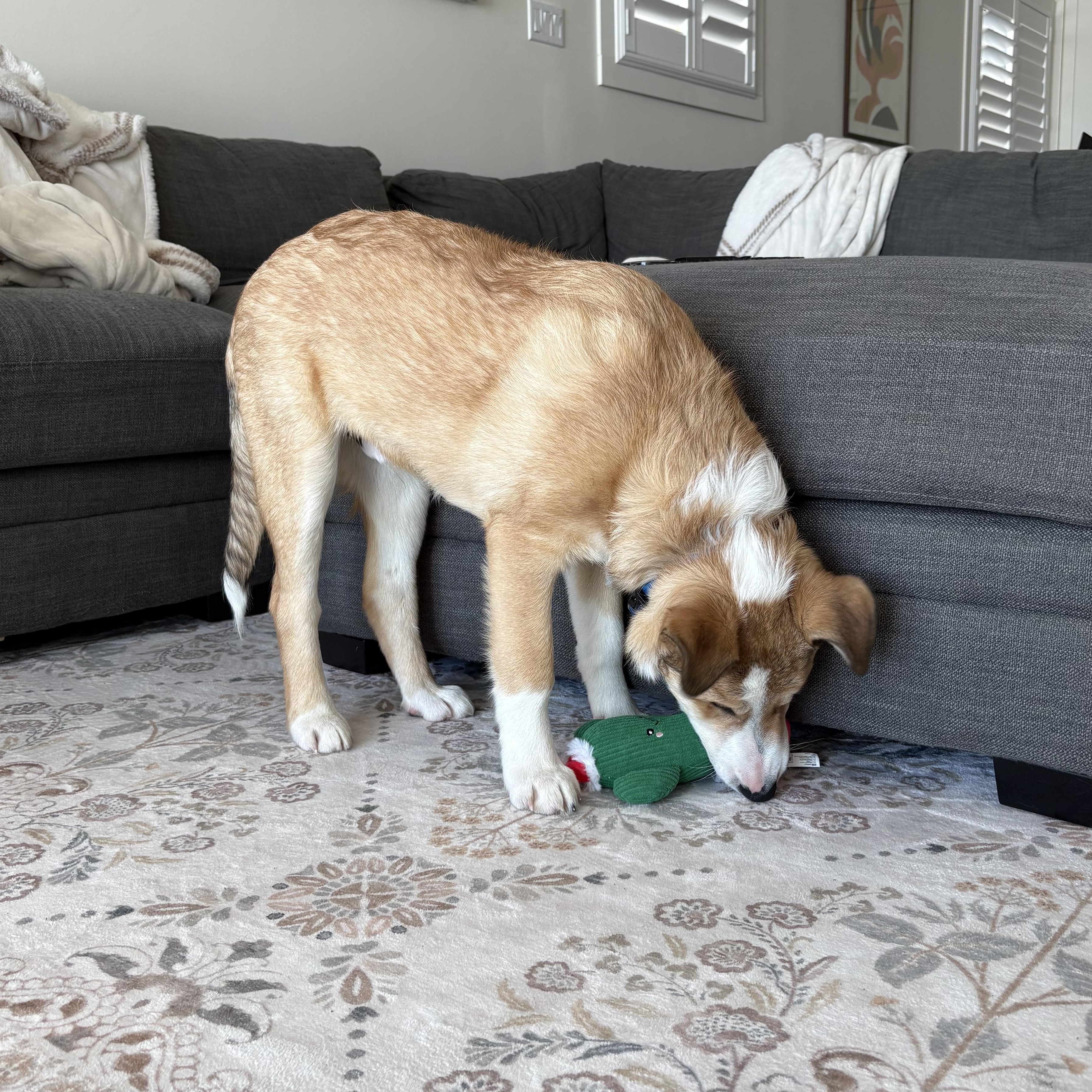 Enlarge Ollie the best boy! , an adoption pending Smooth Collie in Richmond Hill, ON image 4/4