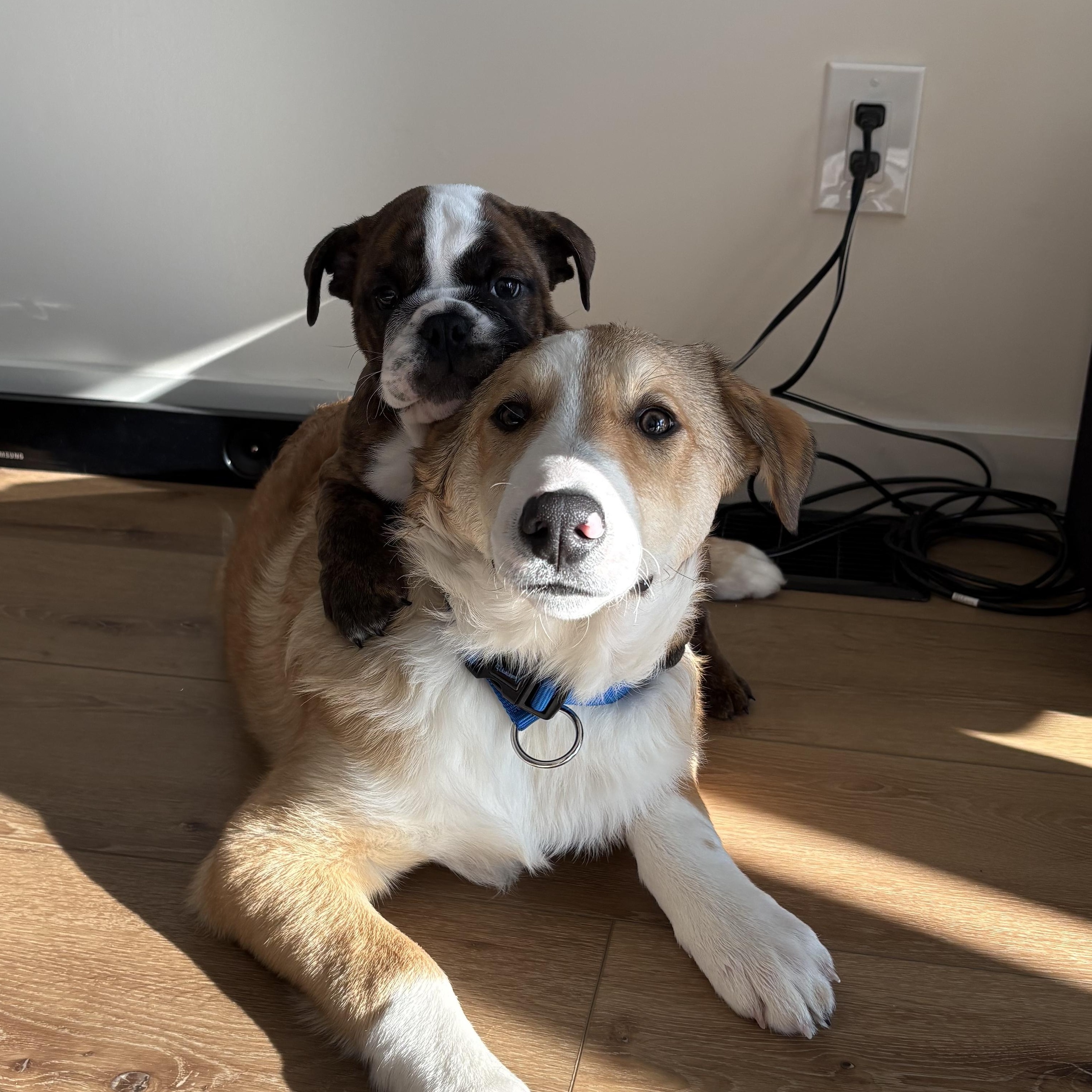 Enlarge Ollie the best boy! , an adoption pending Smooth Collie in Richmond Hill, ON image 2/4