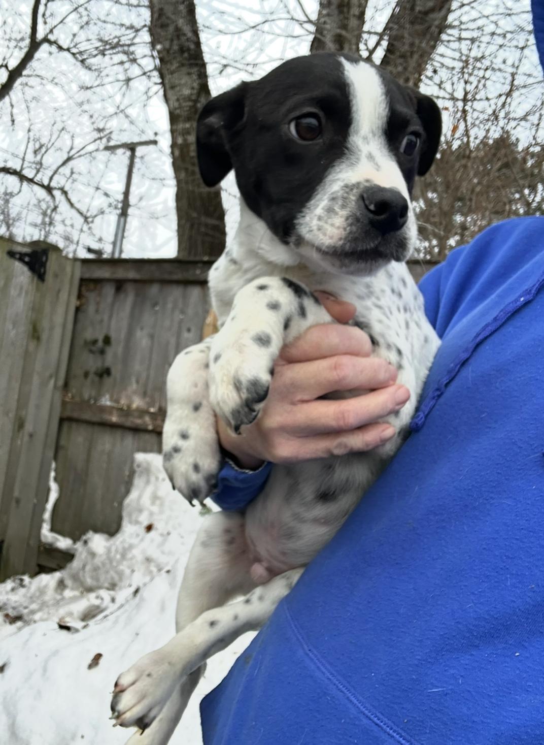 Russ, a ADOPTABLE mixed breed in Arlington Heights, IL image 4/6