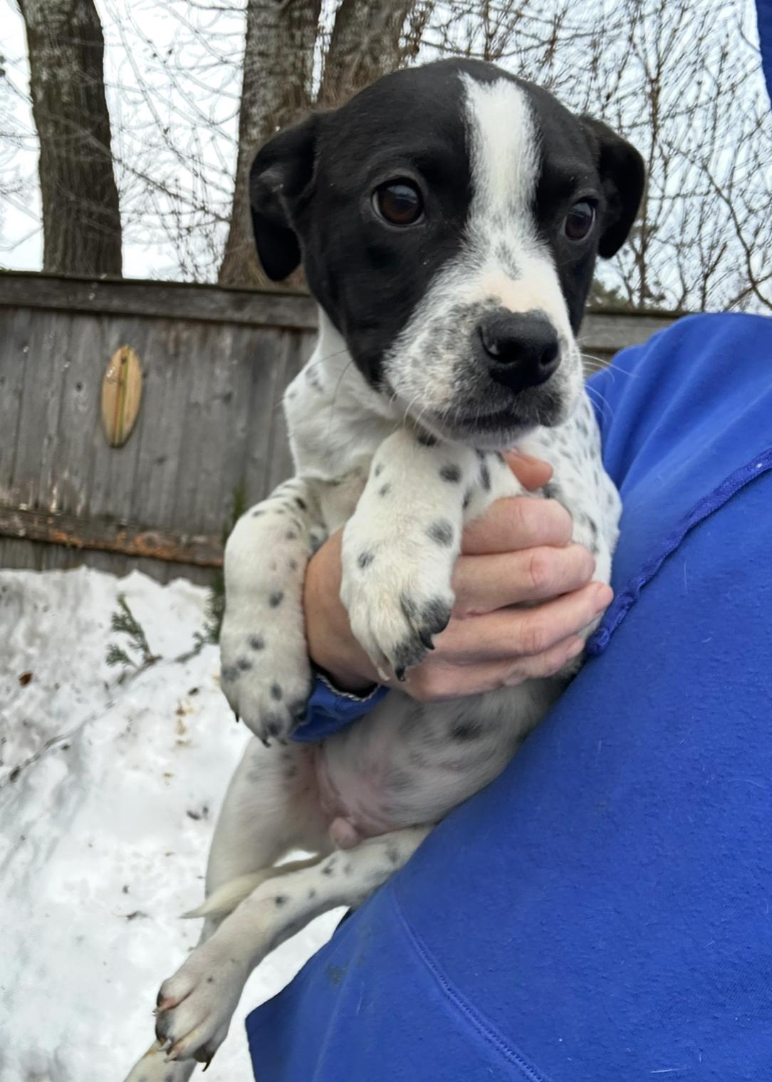 Russ, a ADOPTABLE mixed breed in Arlington Heights, IL image 6/6