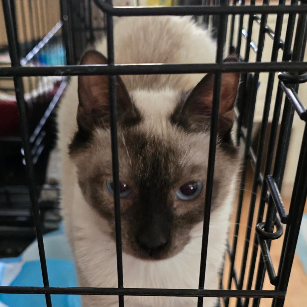 Sebastian, Adoptable, Young Male Siamese.