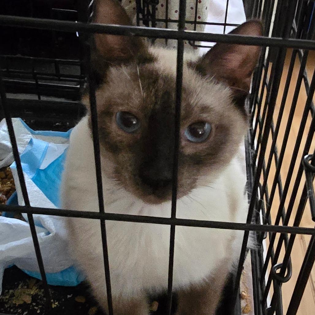 Enlarge Sebastian, a Adoptable Siamese in Grantsville, UT image 2/2