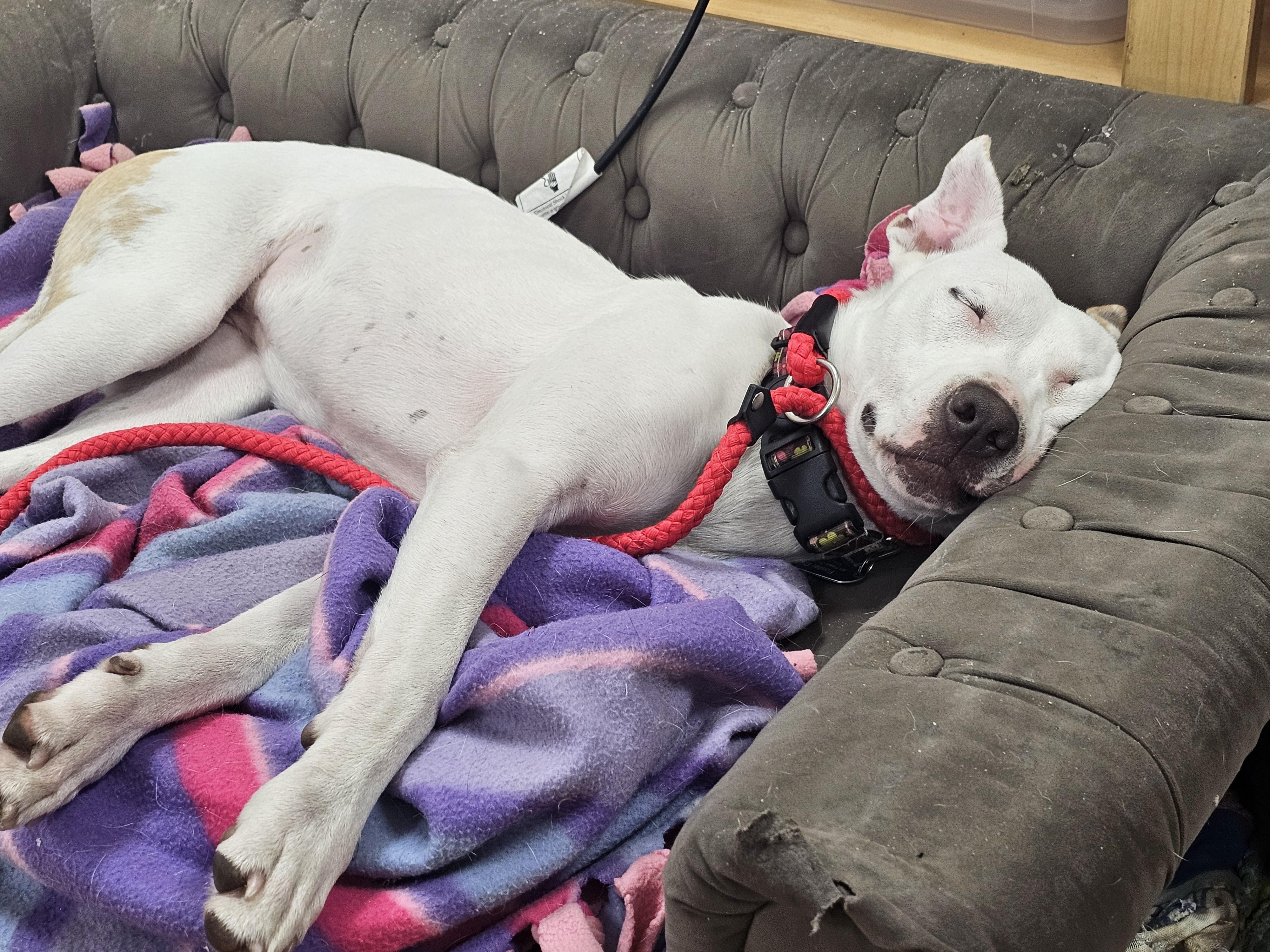 Enlarge Daisy, a Adoptable mixed breed in St. Louis, MO image 6/6