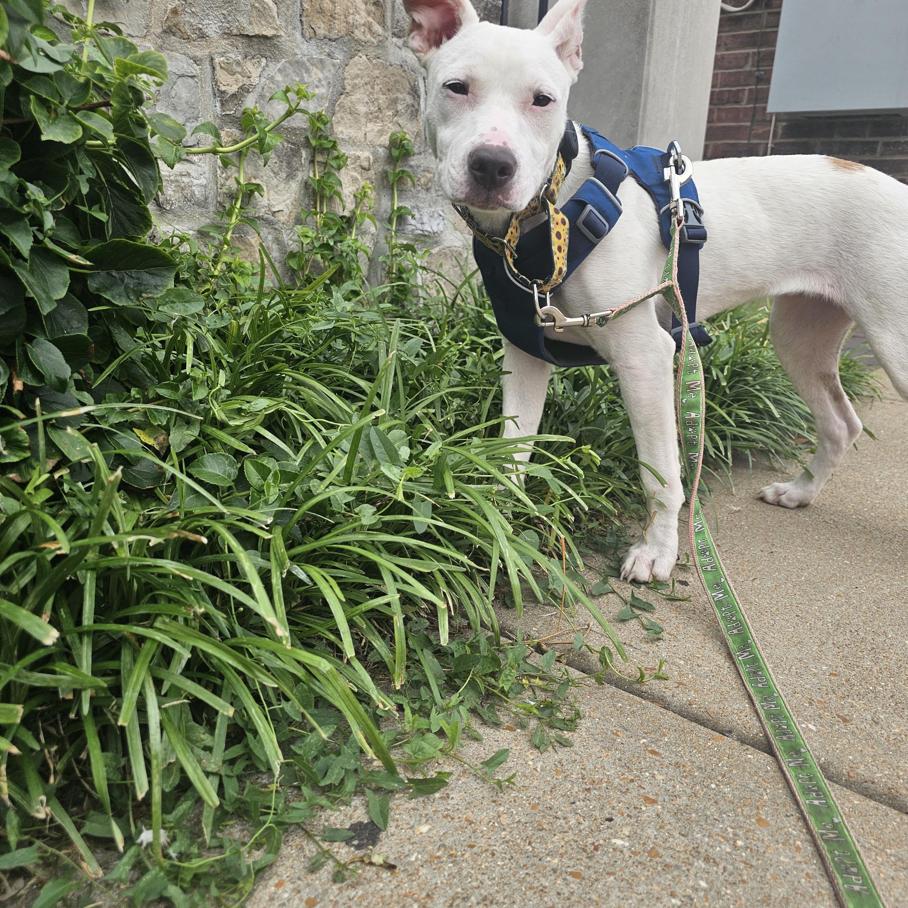 Daisy, a ADOPTABLE mixed breed in St. Louis, MO image 5/6