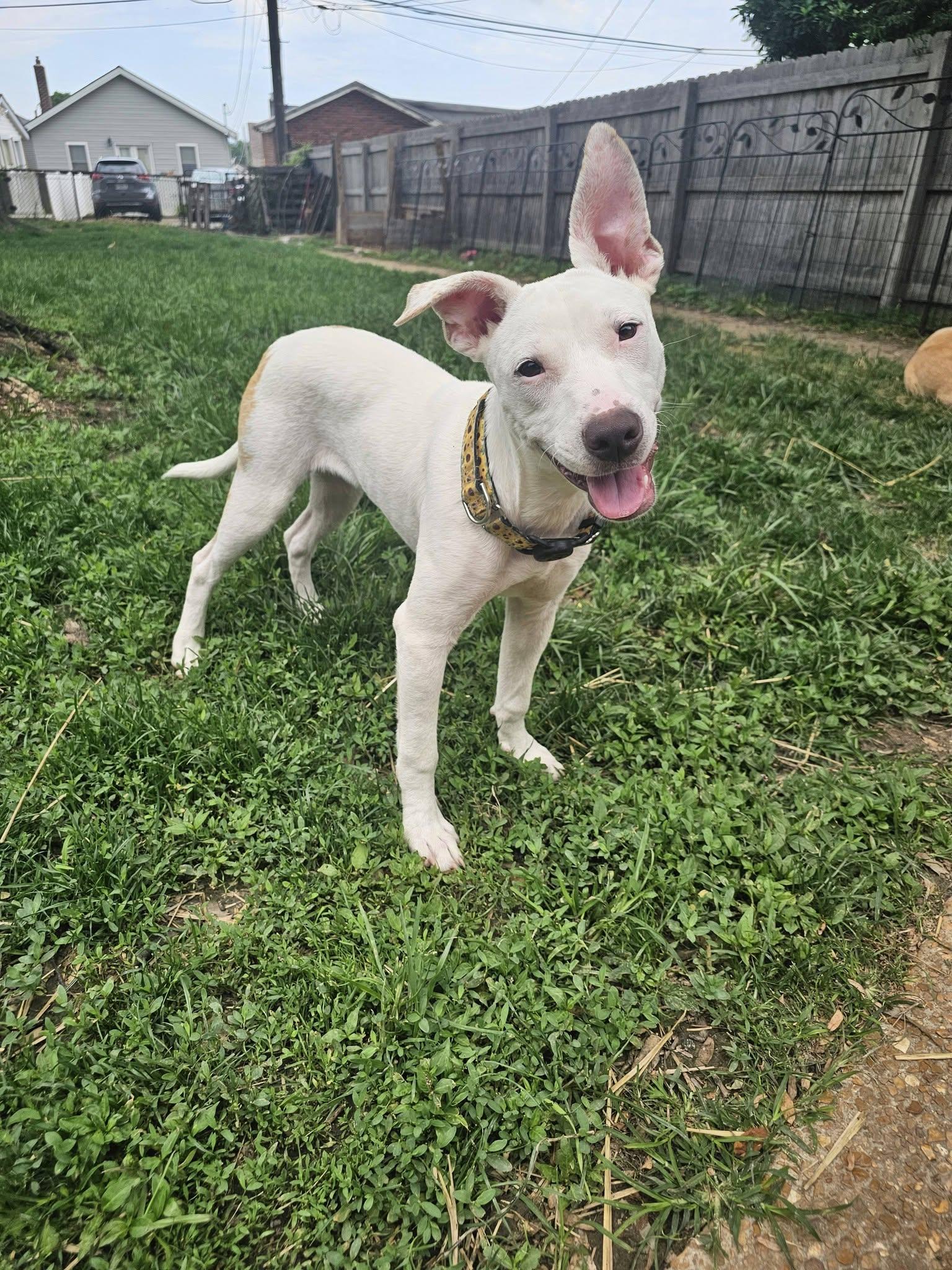 Daisy, a ADOPTABLE mixed breed in St. Louis, MO image 6/6