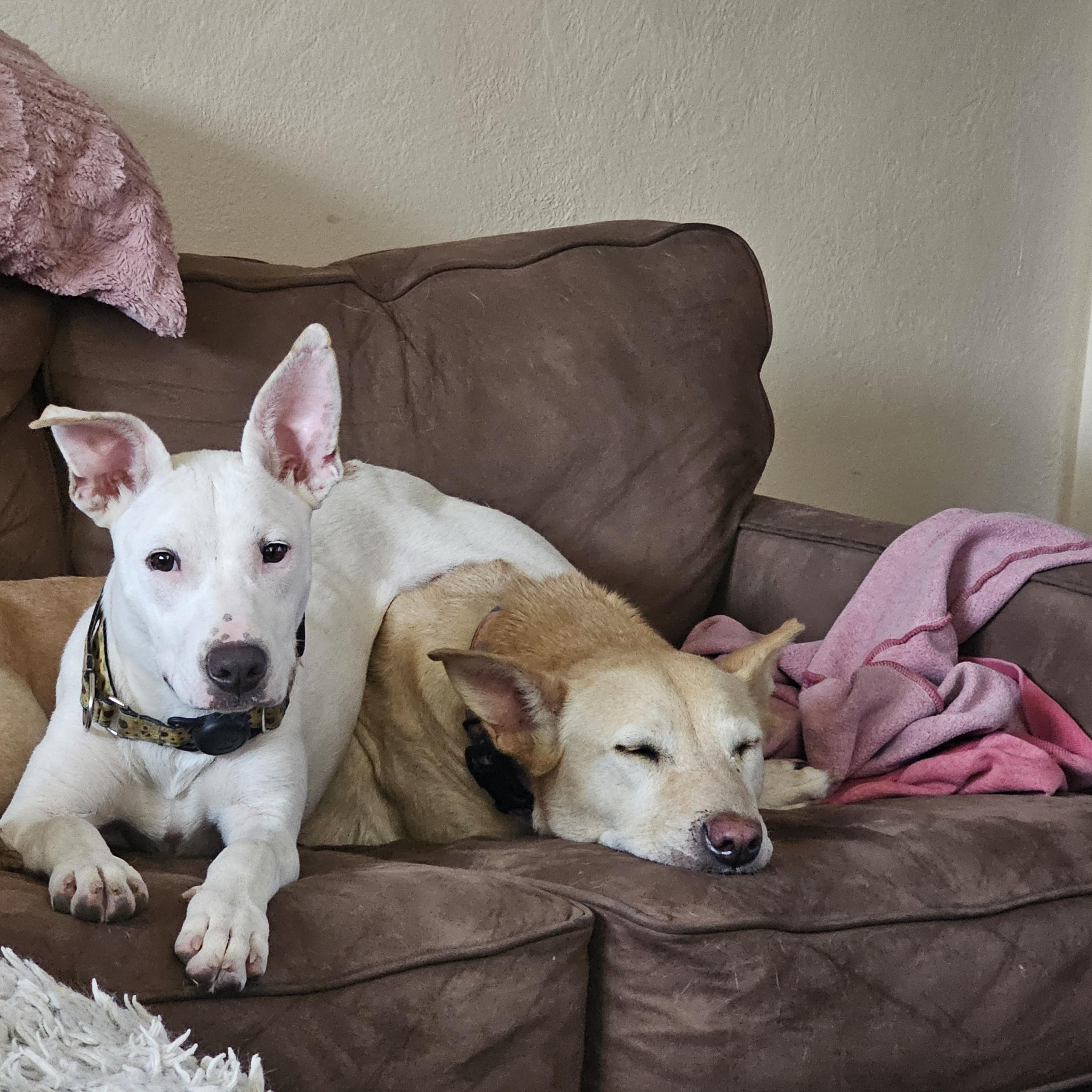 Daisy, Adoptable, Young Female Bull Terrier.