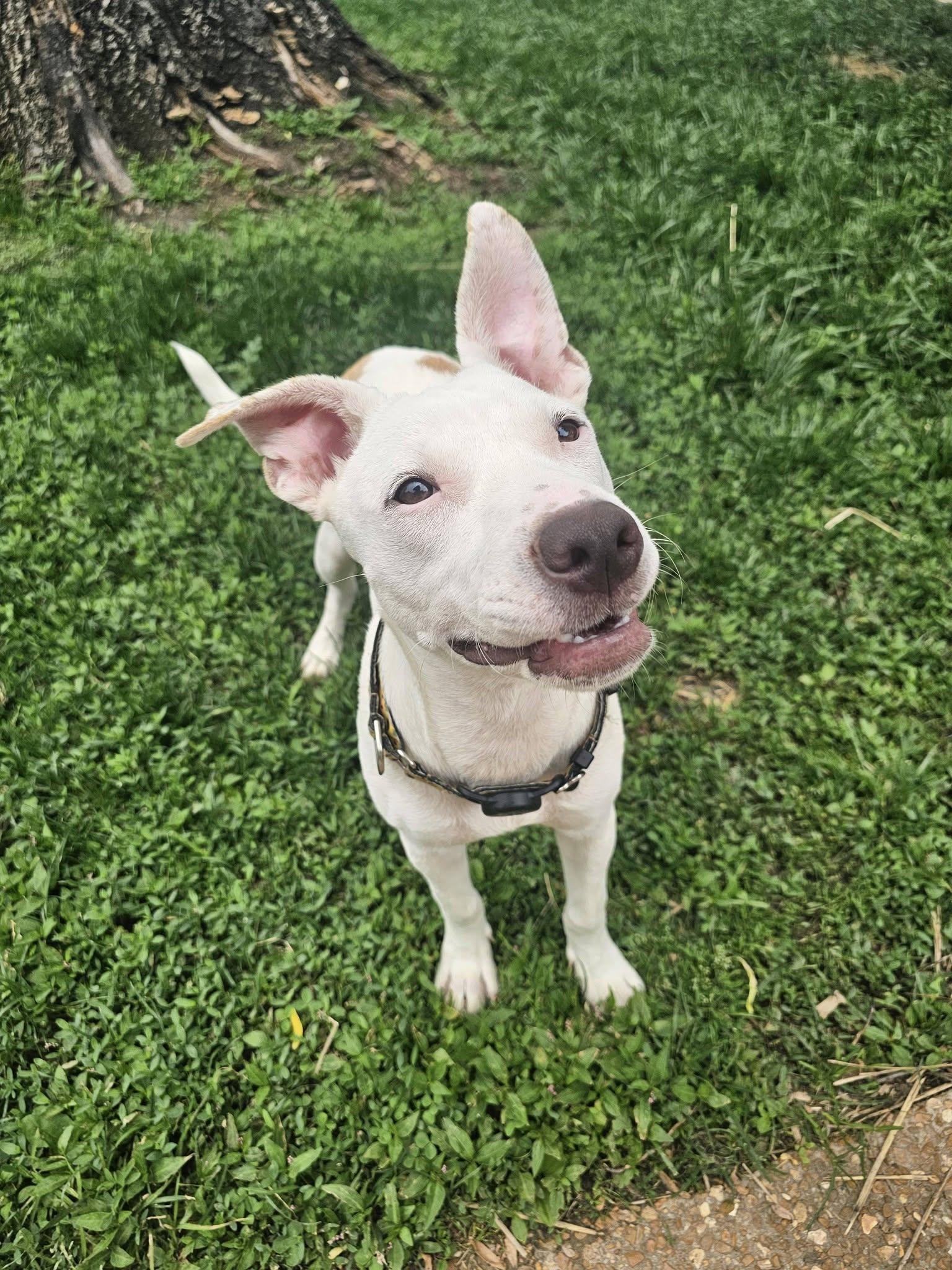 Daisy, a ADOPTABLE mixed breed in St. Louis, MO image 1/6