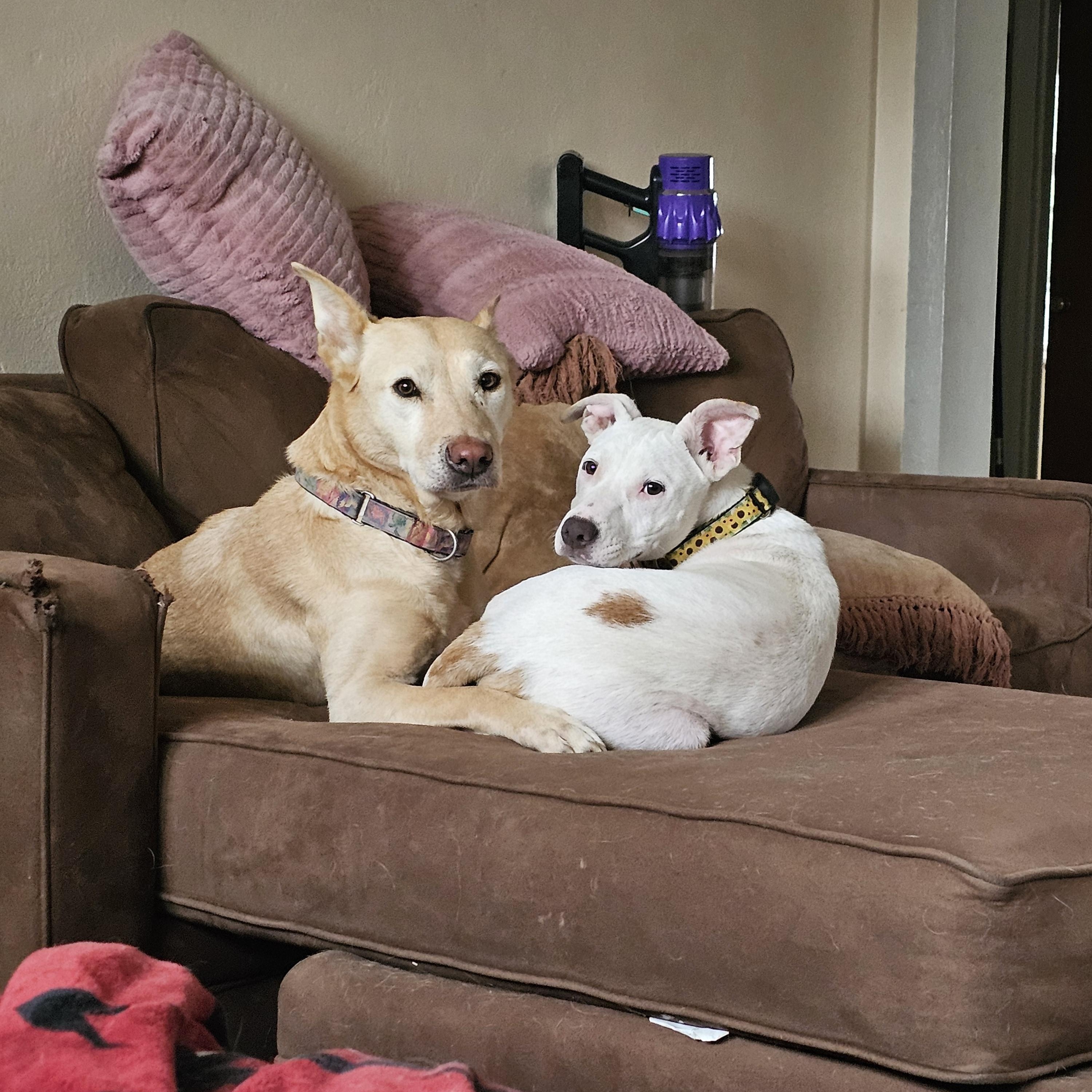 Daisy, a ADOPTABLE mixed breed in St. Louis, MO image 3/6