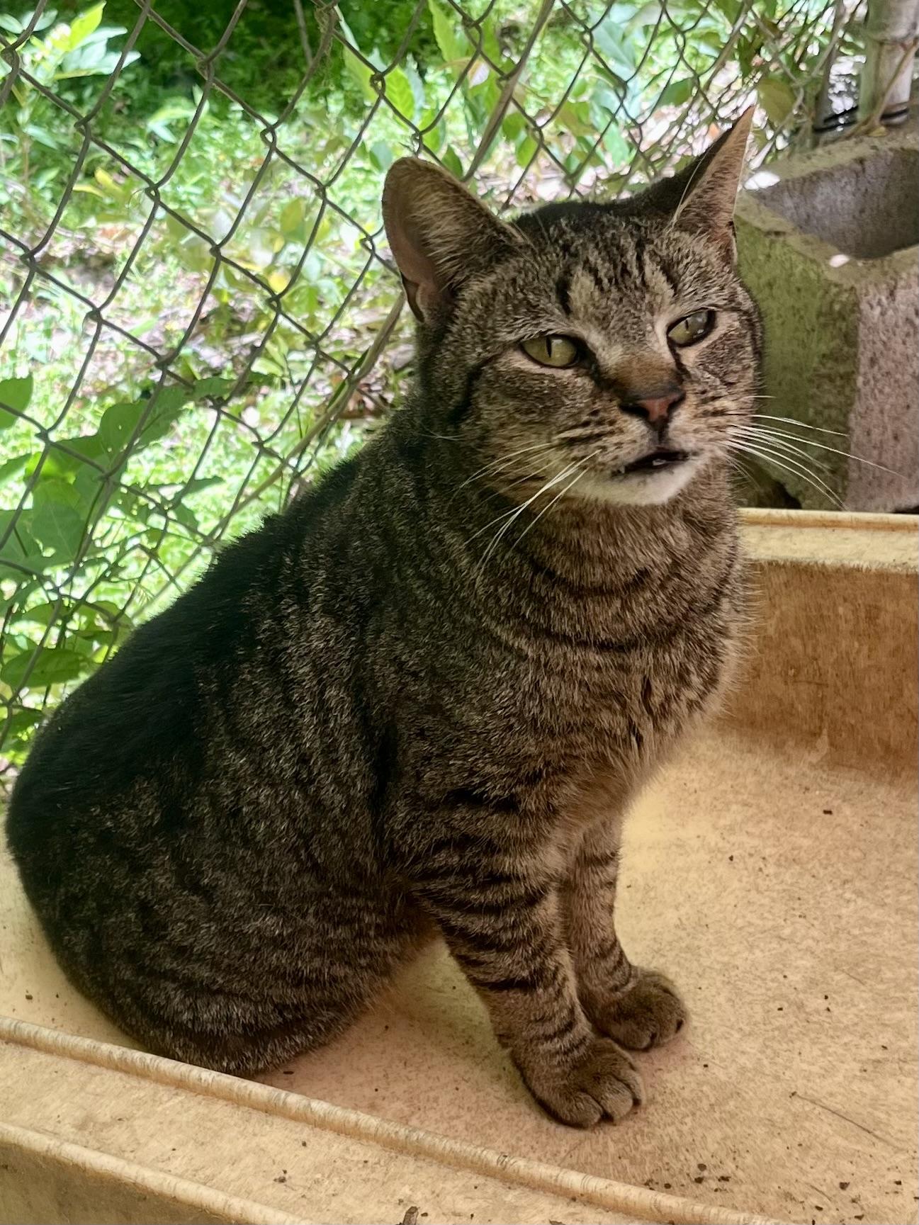 Prudence, Adoptable, Adult Male Domestic Short Hair.