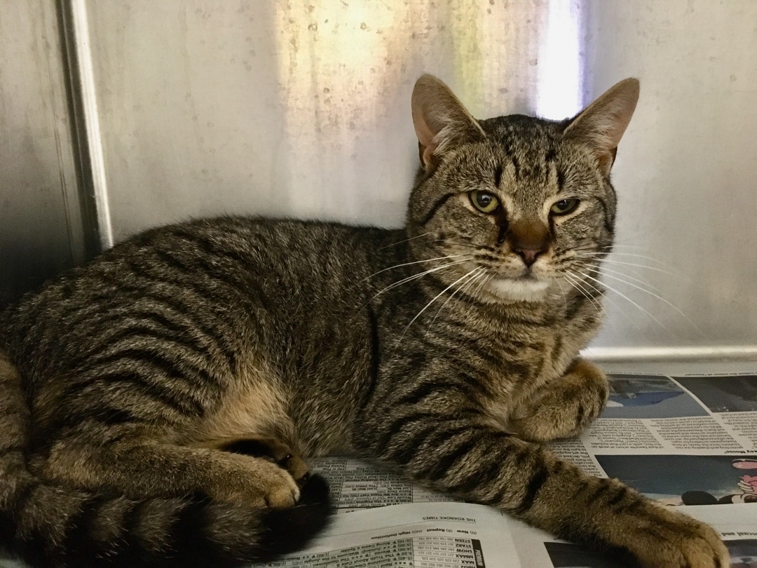 Prudence, Adoptable, Young Male Domestic Short Hair.