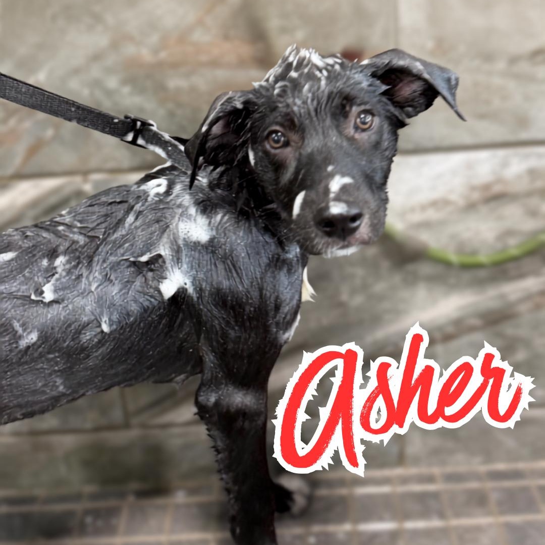 ASHER (Videos), a Adoptable mixed breed in Ashland, OH image 4/6
