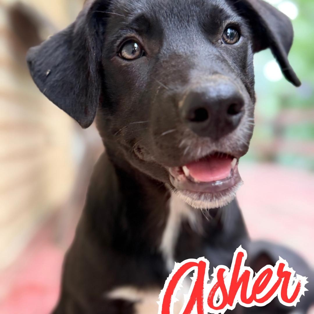 ASHER (Videos), Adoptable, Puppy Male Australian Kelpie.