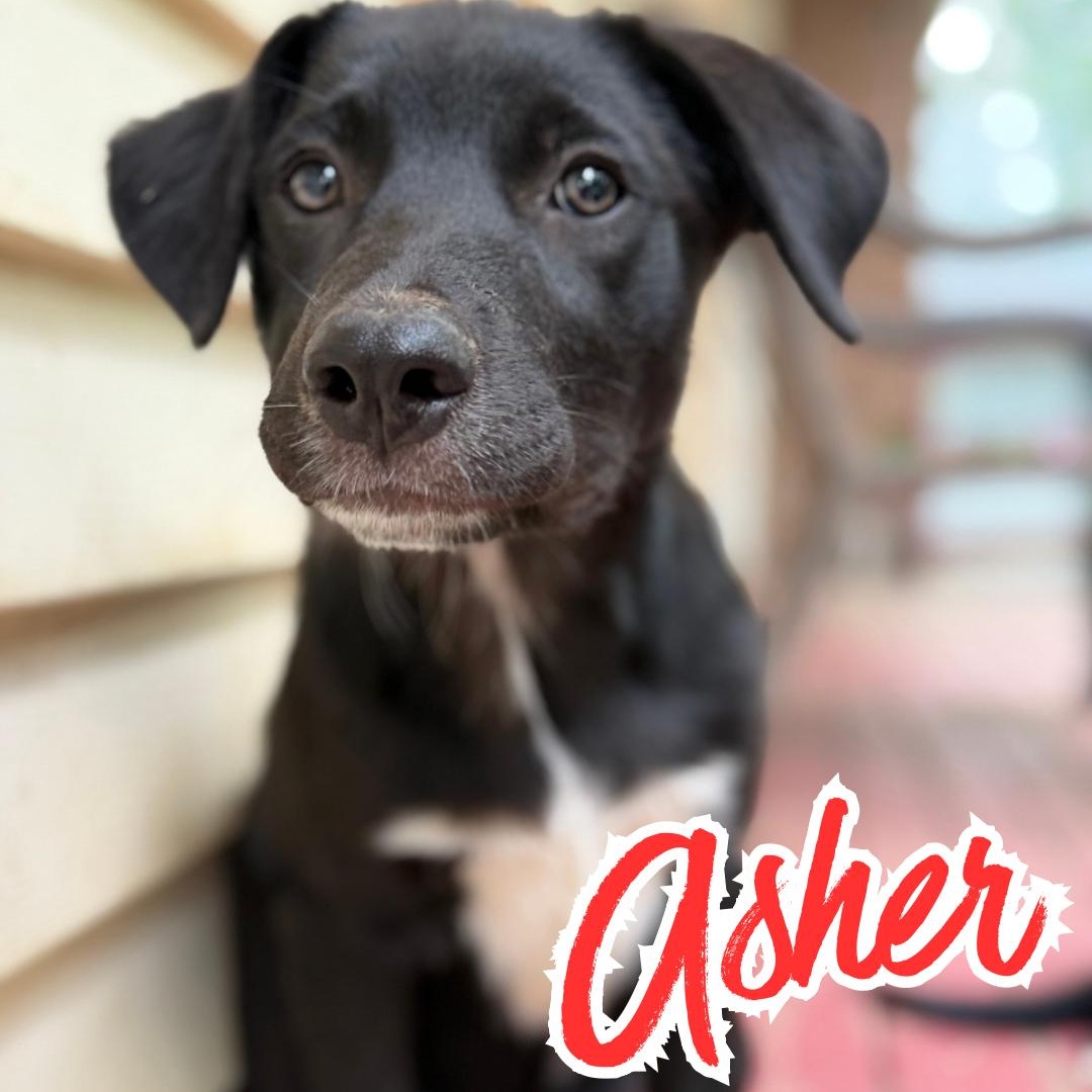 ASHER (Videos), a Adoptable mixed breed in Ashland, OH image 5/6