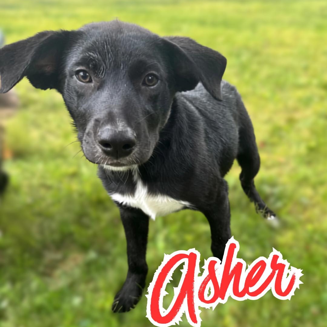 ASHER (Videos), a Adoptable mixed breed in Ashland, OH image 3/6
