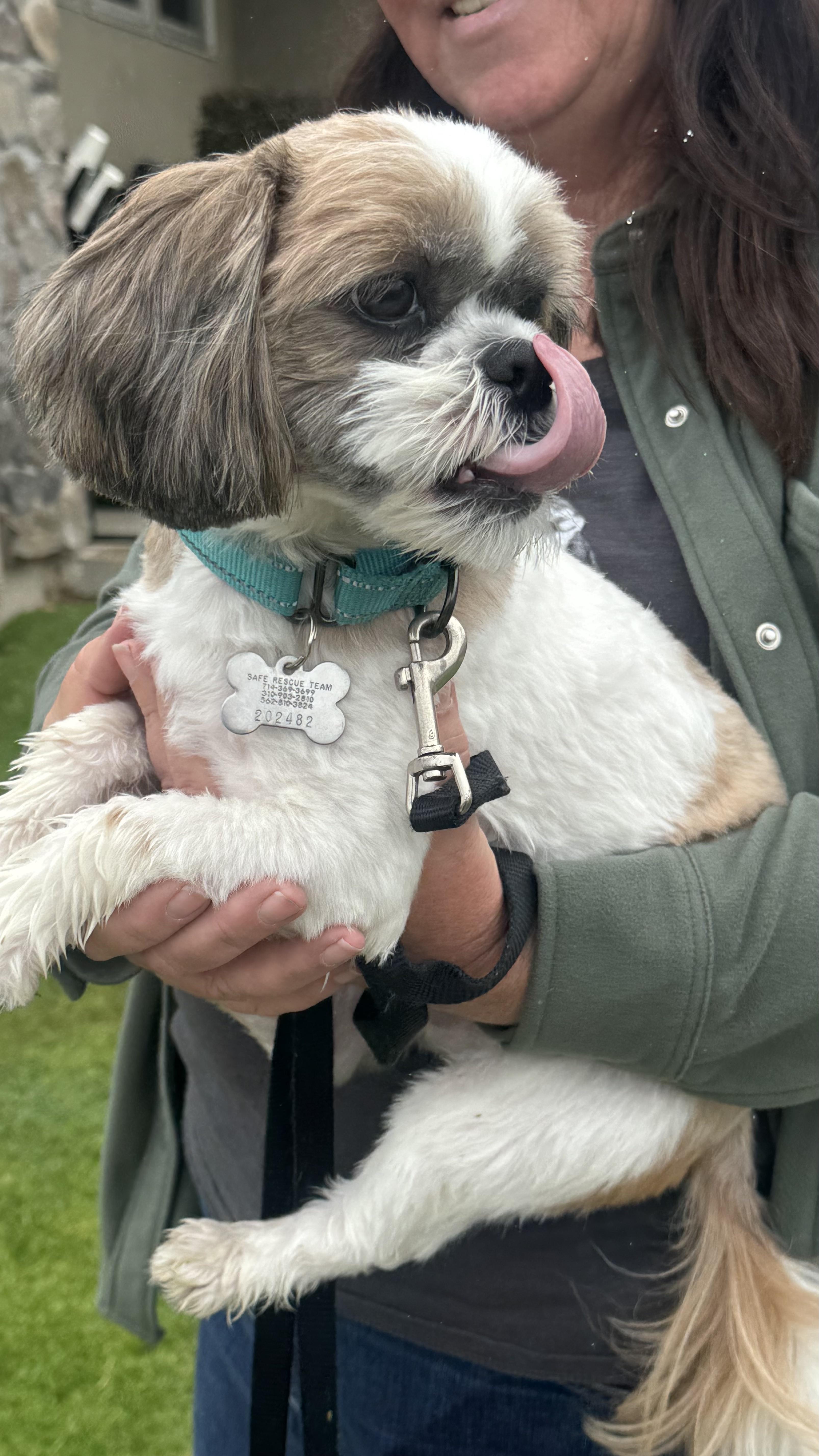 CHEWY, a Adopted Shih Tzu in Sunset Beach , CA image 1/6
