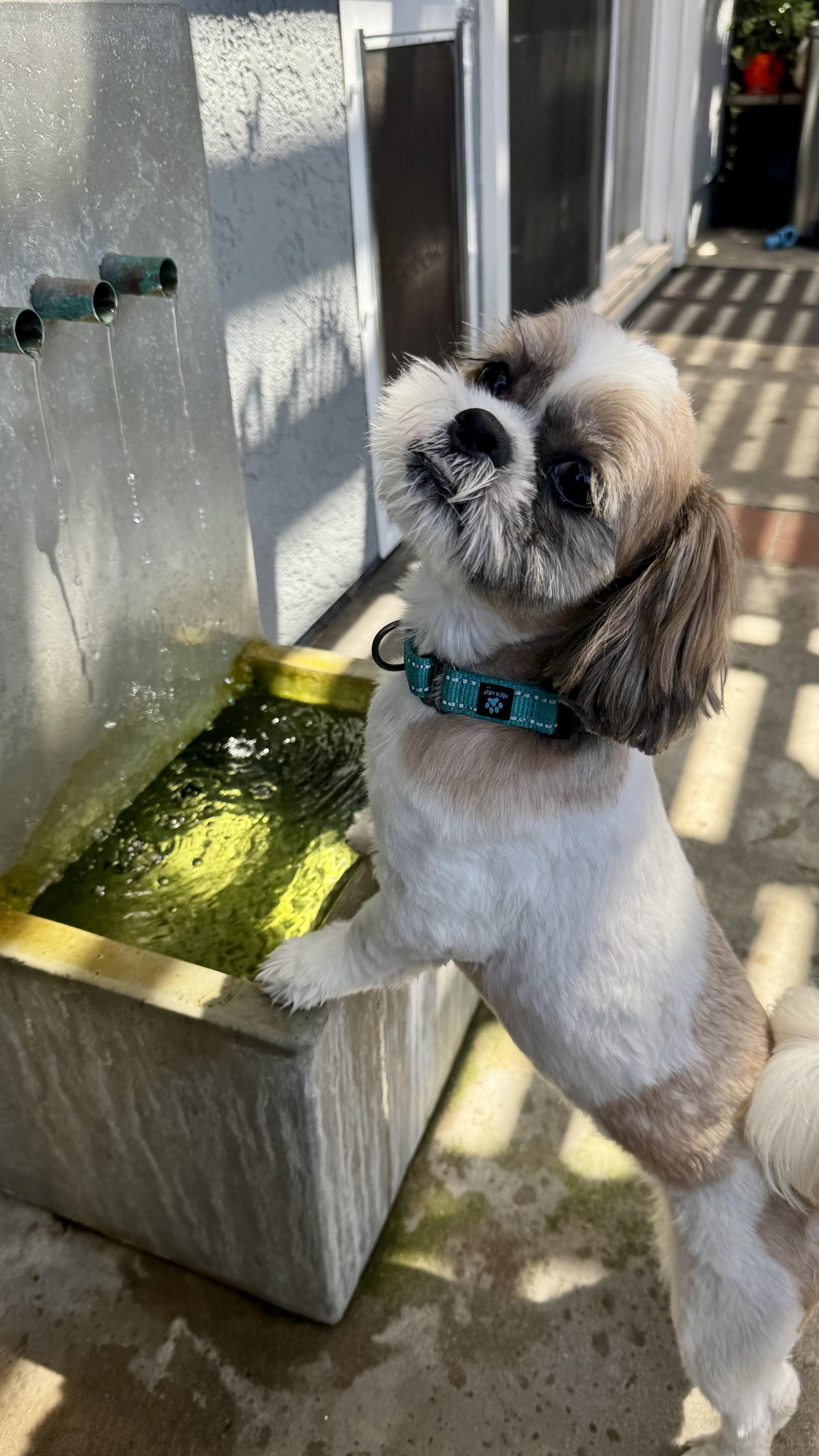 CHEWY, a Adopted Shih Tzu in Sunset Beach , CA image 2/6