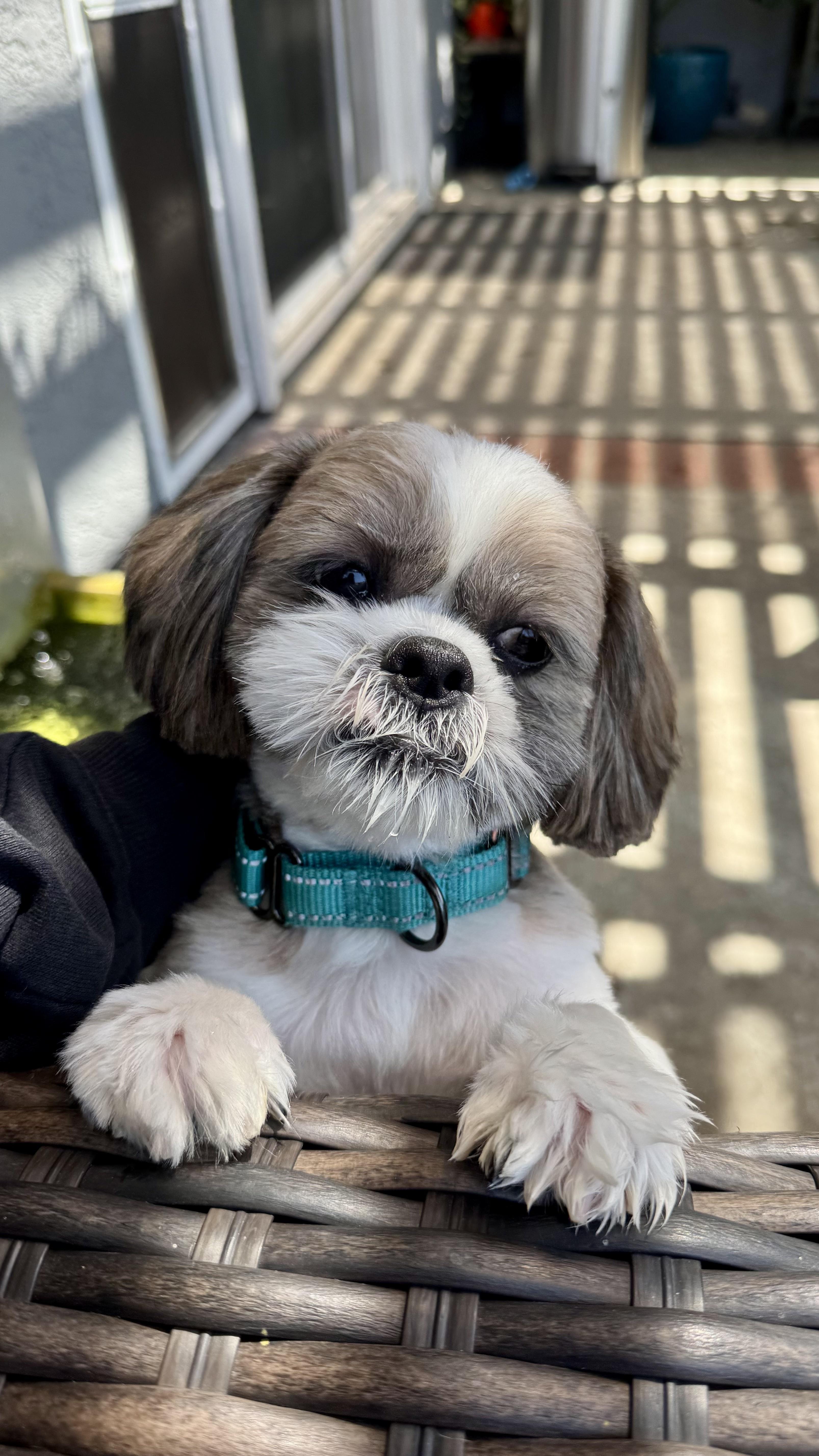 CHEWY, a Adopted Shih Tzu in Sunset Beach , CA image 3/6