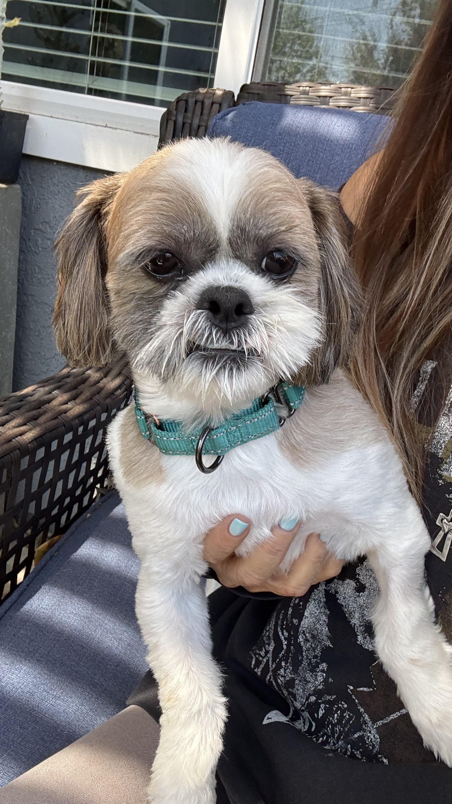 CHEWY, a Adopted Shih Tzu in Sunset Beach , CA image 4/6