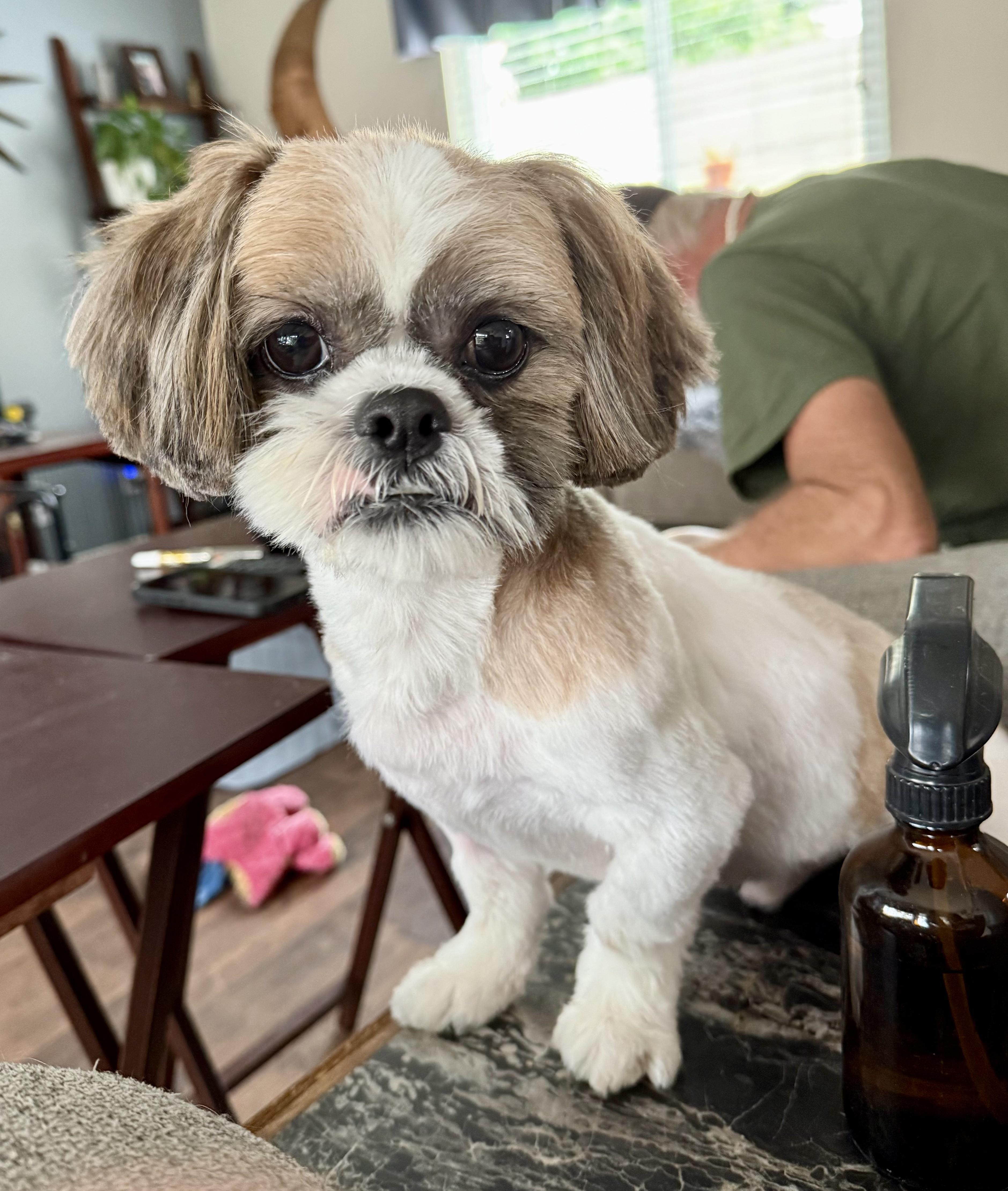 CHEWY, a Adopted Shih Tzu in Sunset Beach , CA image 5/6