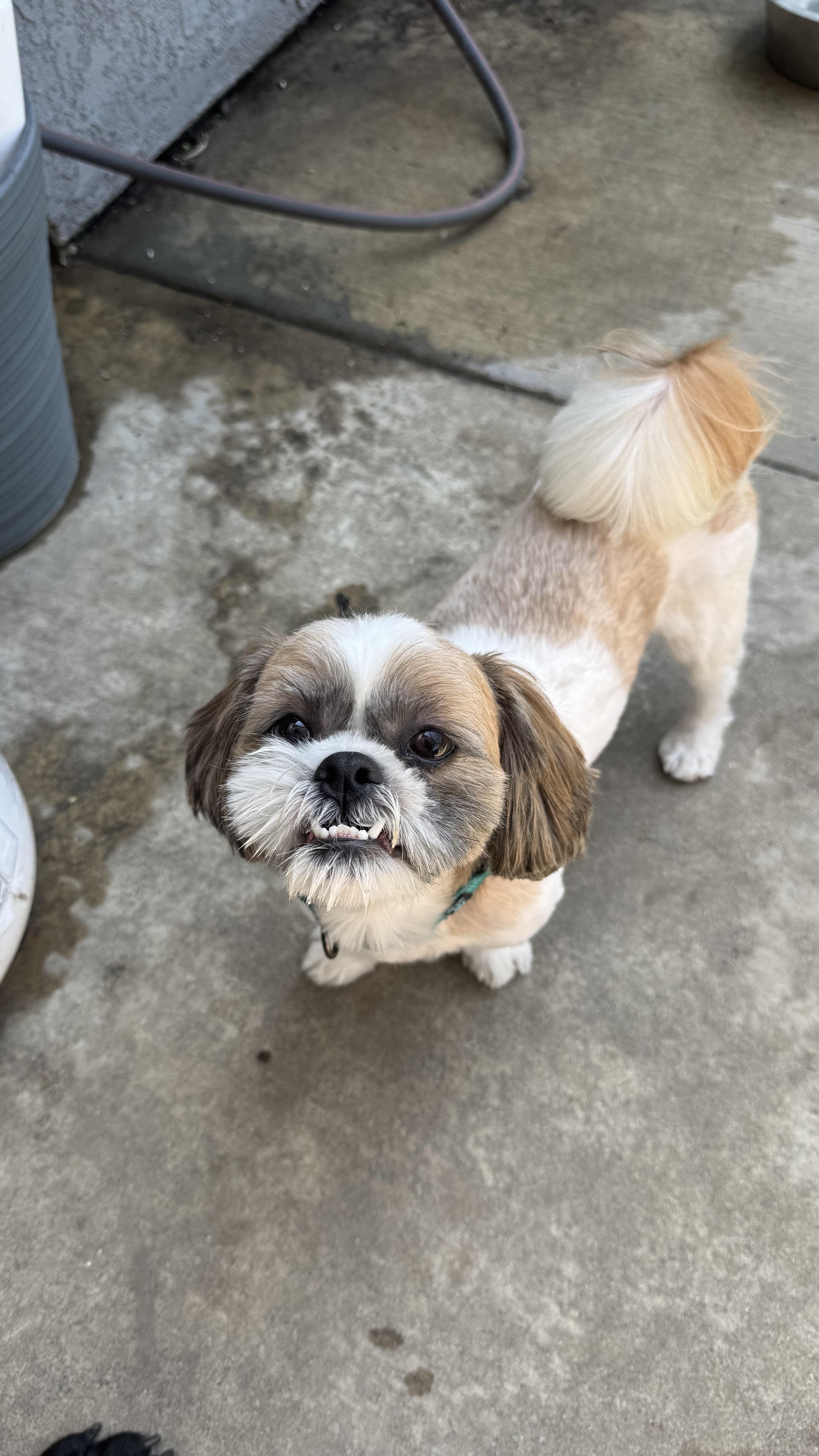 CHEWY, a Adopted Shih Tzu in Sunset Beach , CA image 6/6