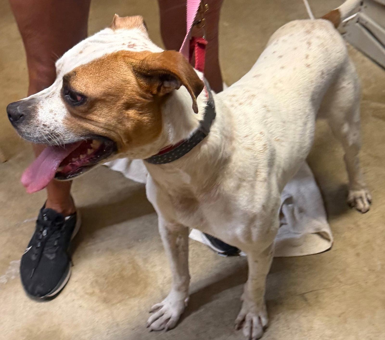 Brutus, Adoptable, Adult Male Bull Terrier.