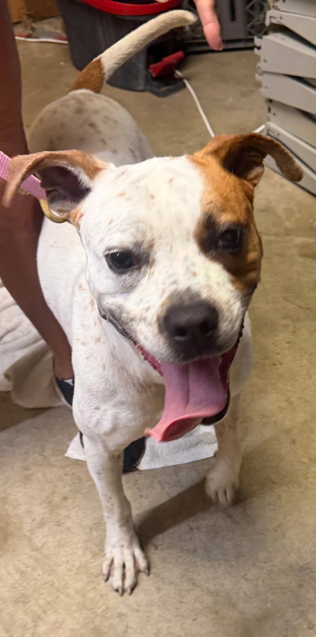 Enlarge Brutus, a Adoptable Bull Terrier in Pottstown, PA image 2/2