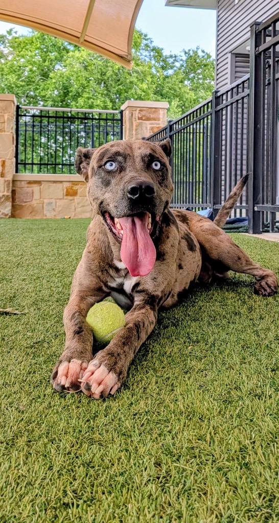 Raiden, a Adoptable Catahoula Leopard Dog in Seguin, TX image 1/4