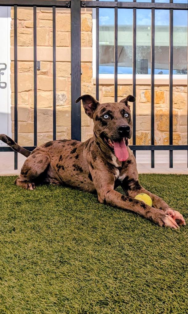 Raiden, a Adoptable Catahoula Leopard Dog in Seguin, TX image 2/4