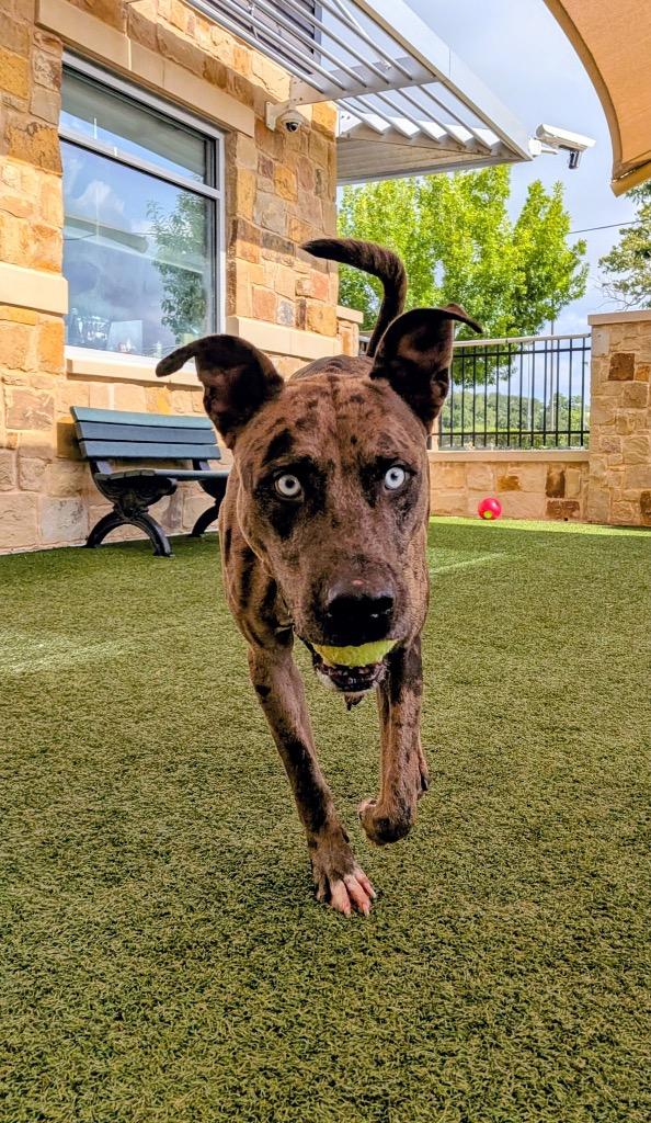 Raiden, a Adoptable Catahoula Leopard Dog in Seguin, TX image 3/4
